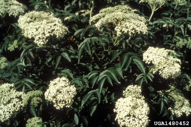 elderberry_John Ruter_University of Georgia_Bugwood.jpg