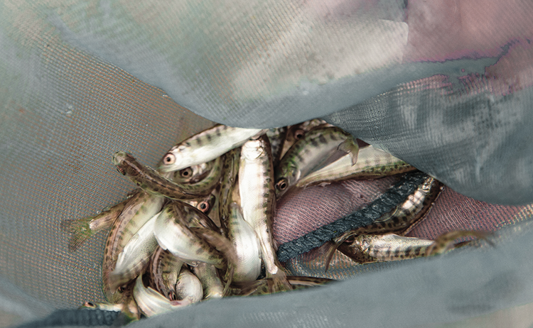 Fish Food Program Suspended for Winter of 2025-2026 — BIDA