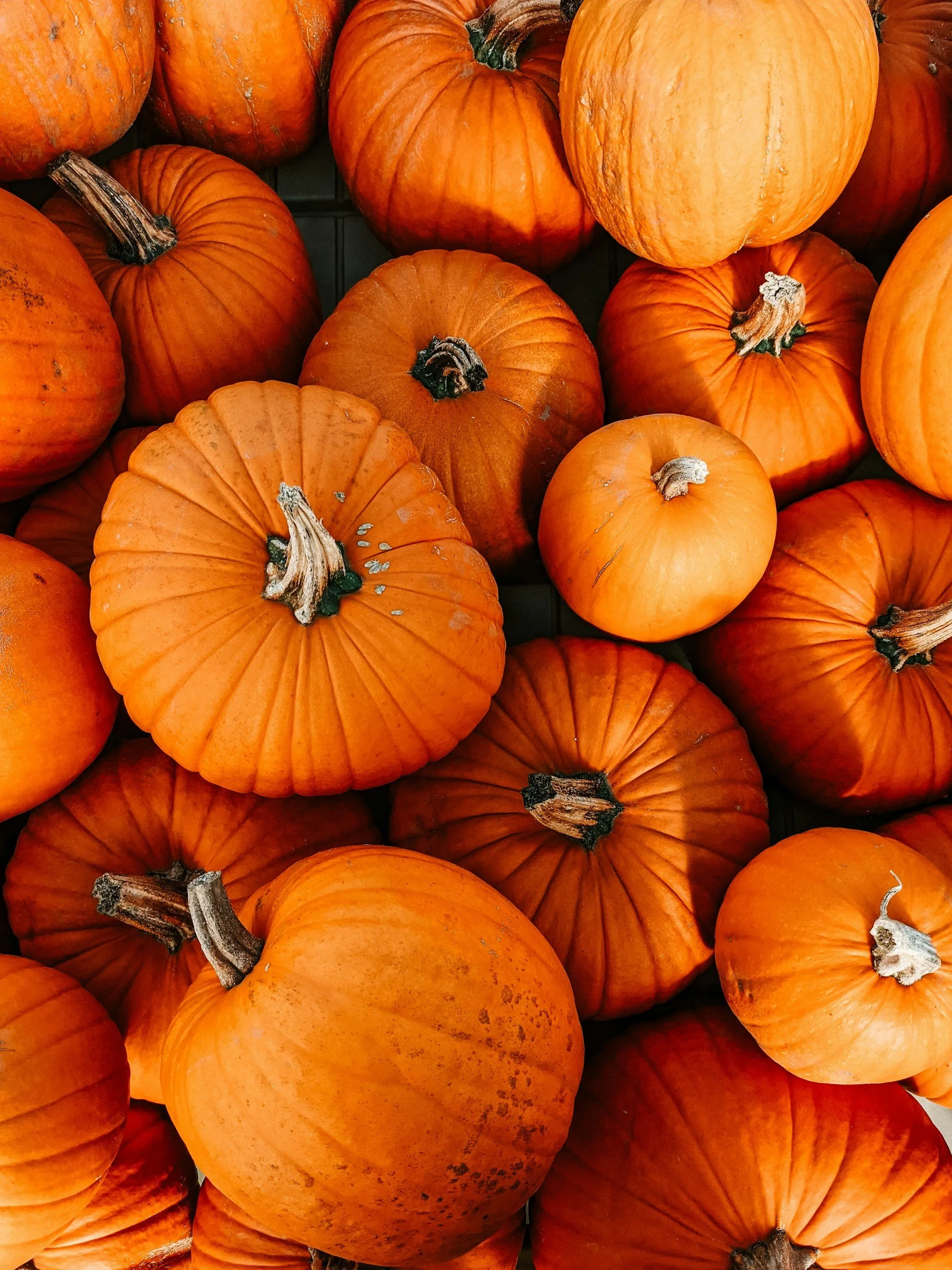 Fall Festival