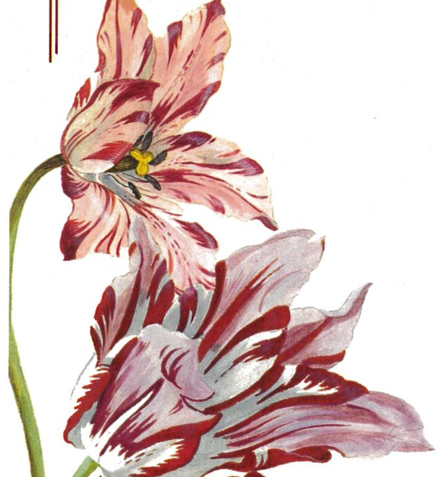 Old City Flower Festival