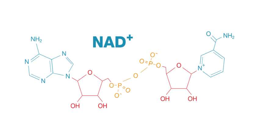 What Is NAD+ and Why It Matters