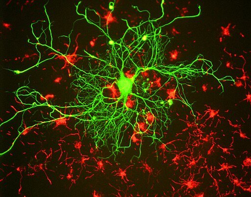 Why You Need a Stellar Scientific Writer In Your Corner