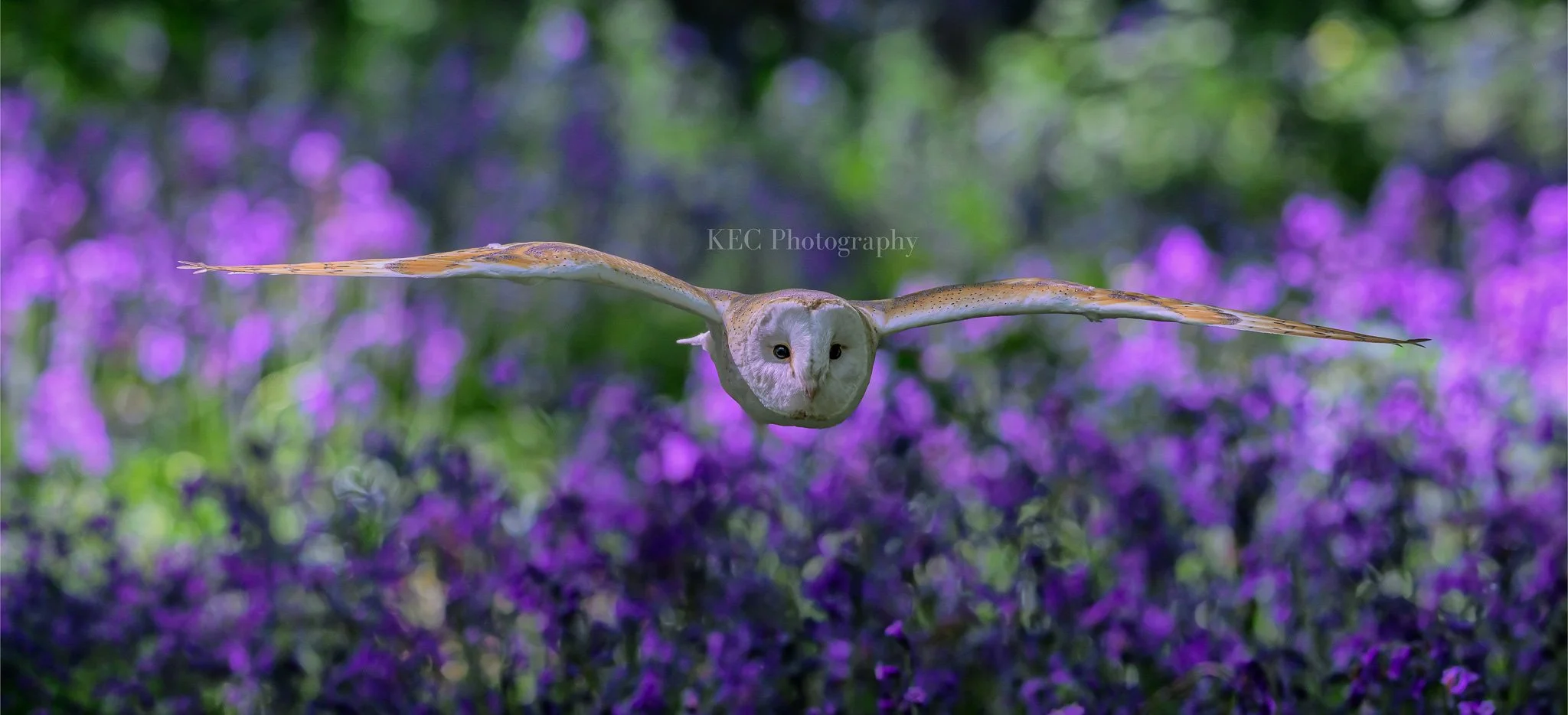 Flying Above The Blue Bells