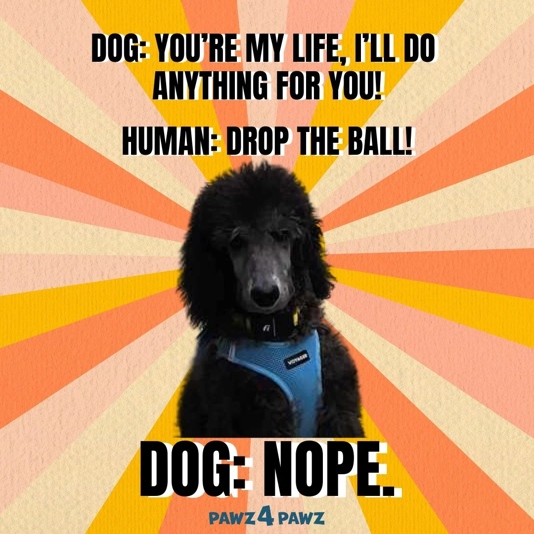 They're as loyal as far as you can throw 'em! 😅😆

✨WWW.PAWZ4PAWZ.COM✨

#hobokendogsofinstagram #hobokendoglovers #hobokendogmoms #hobokendoglife #hobokendogowners #hobokendogparks #hobokenwaterfront #dogfacts #hobokenlife #hobokenliving #hobokendog