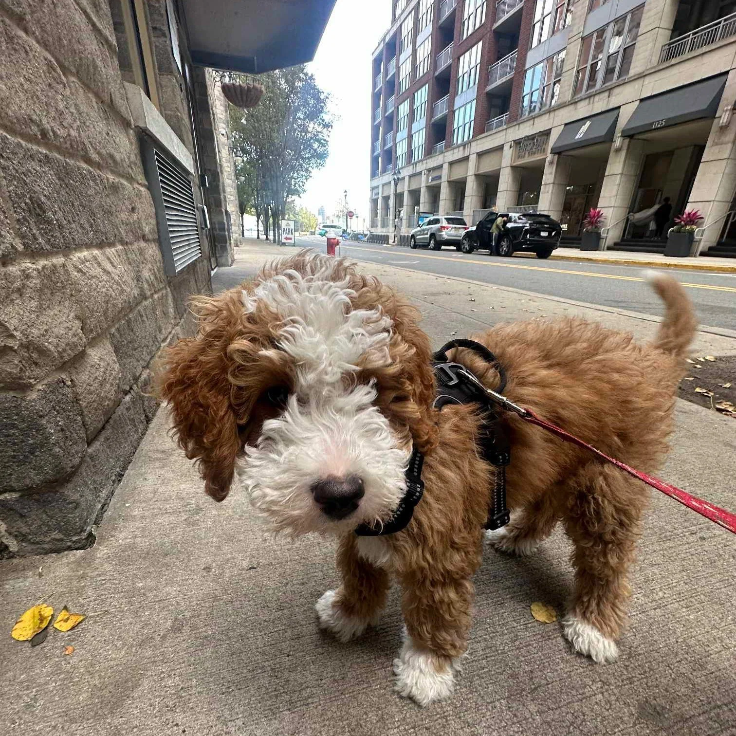 Say hi to Murphy, the cutest &amp; newest little puppy in Hoboken! 💙

10 Fun Facts About Puppies To Brighten Your Sunday! ⬇️☀️

1. Paws the size of saucers? You've got a big dog coming! Check Saint Bernard pups at 8 weeks! 

2. Want a sneak peek at 
