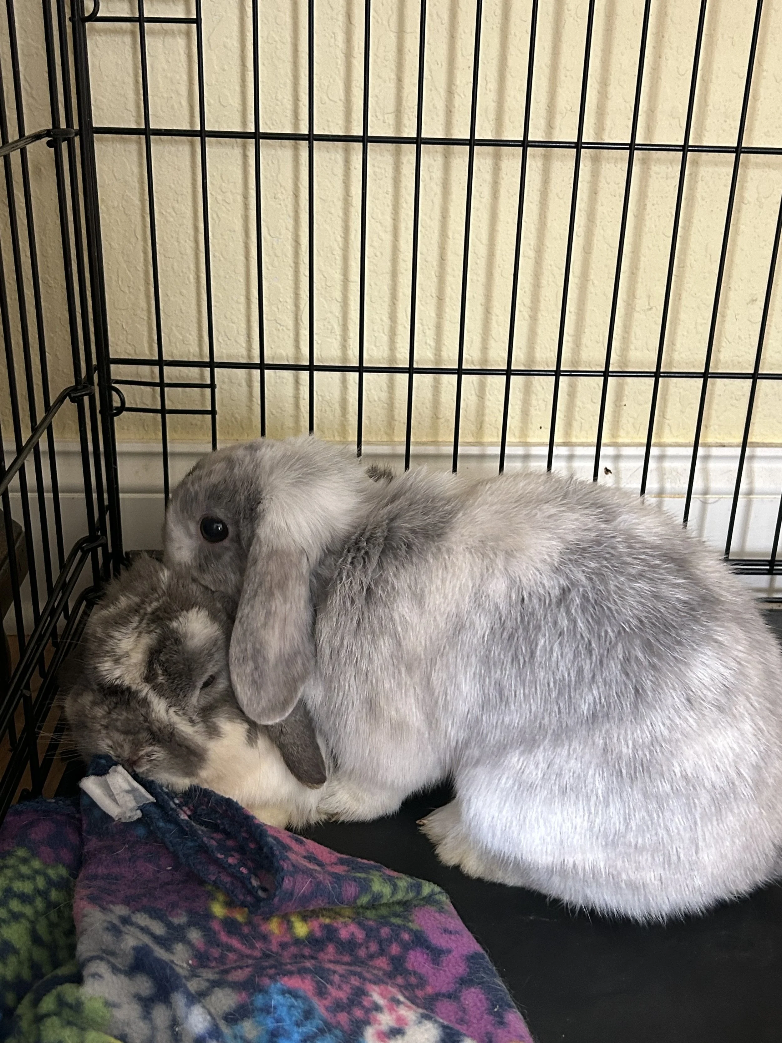 Visit Nursery | Holland Lop Rabbit Breeders | Oregon, WI | Honey Bunny ...