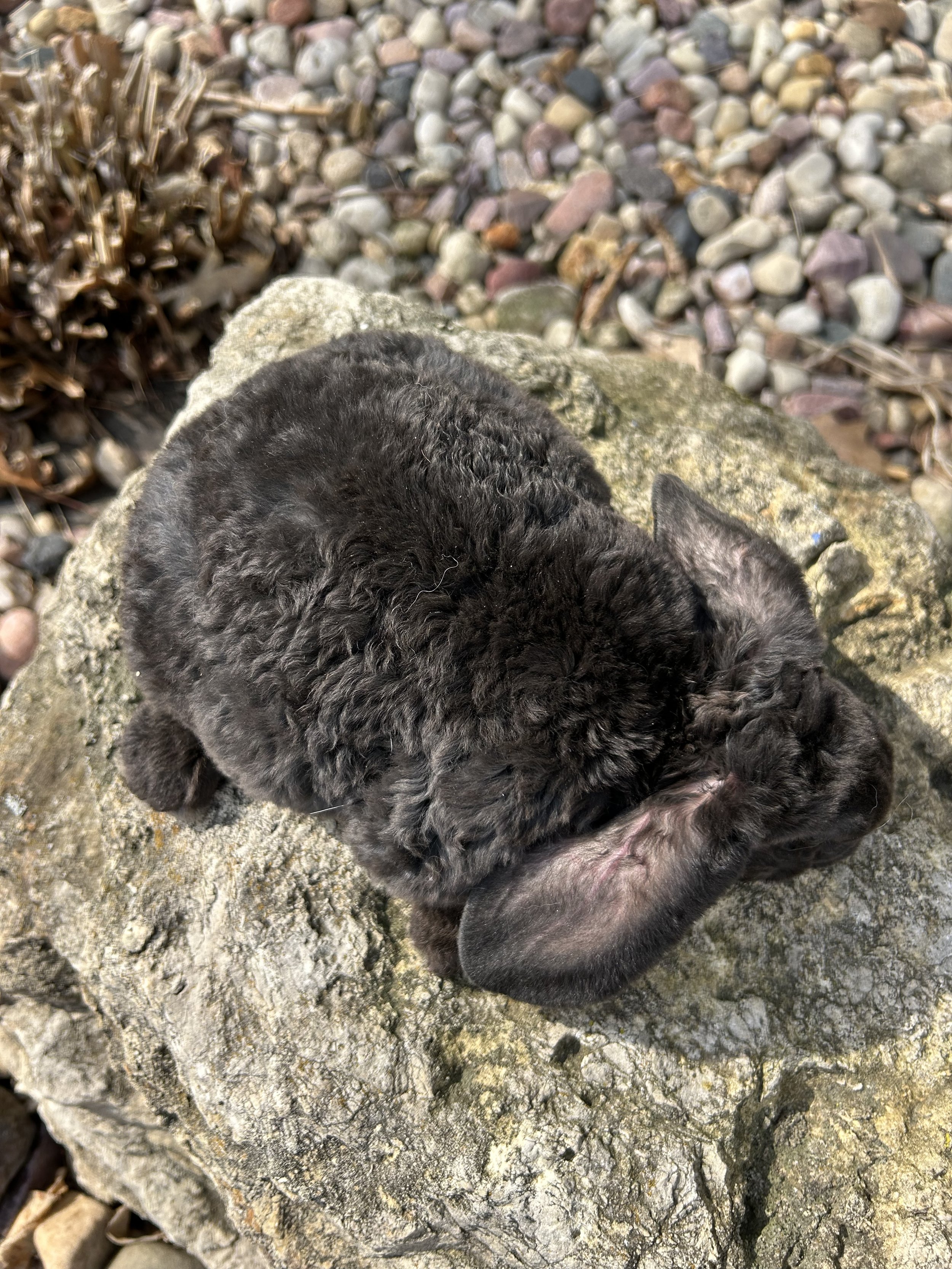 IMG_7603.jpeg (Copy)