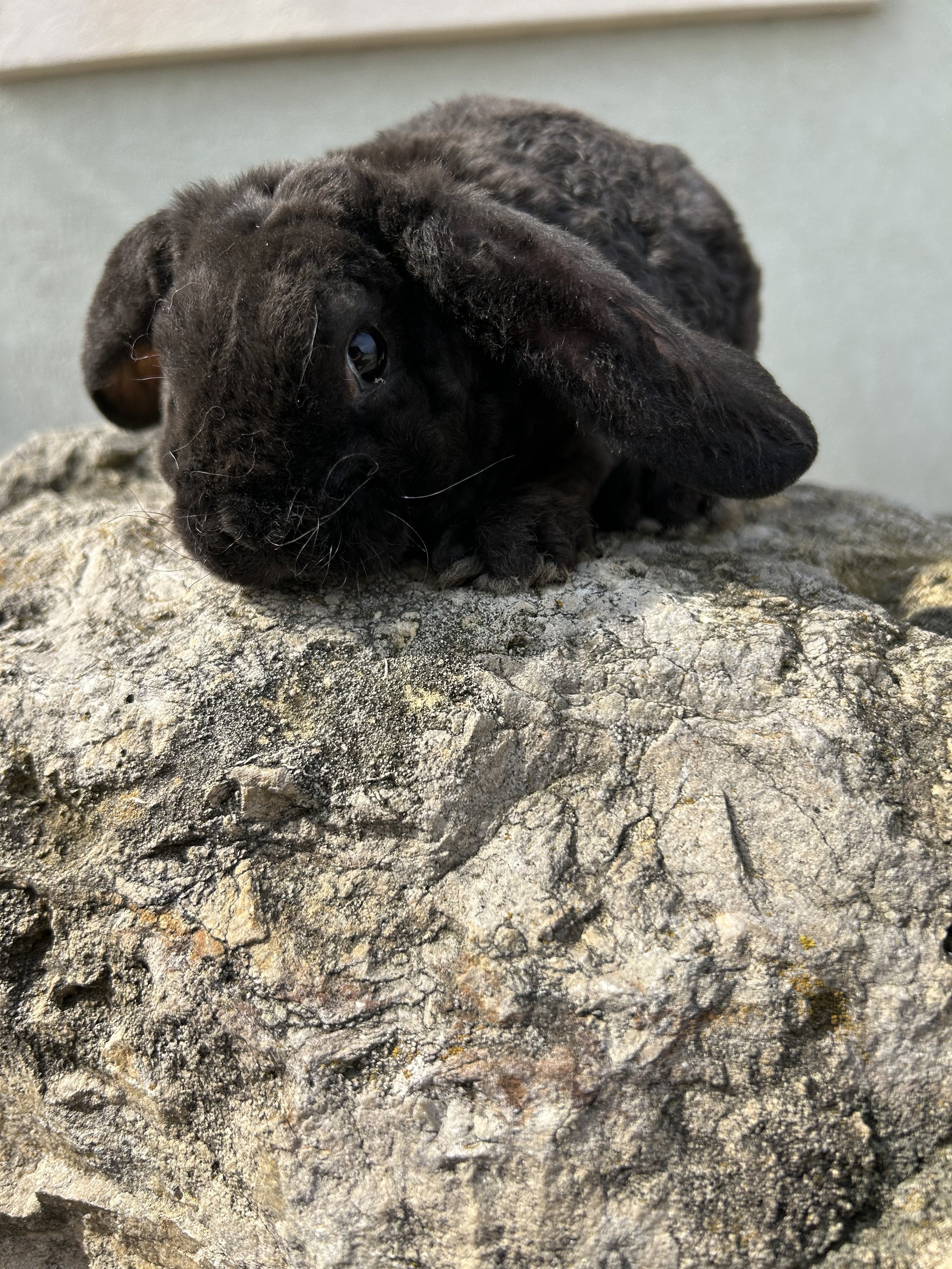 IMG_7606.jpeg (Copy)