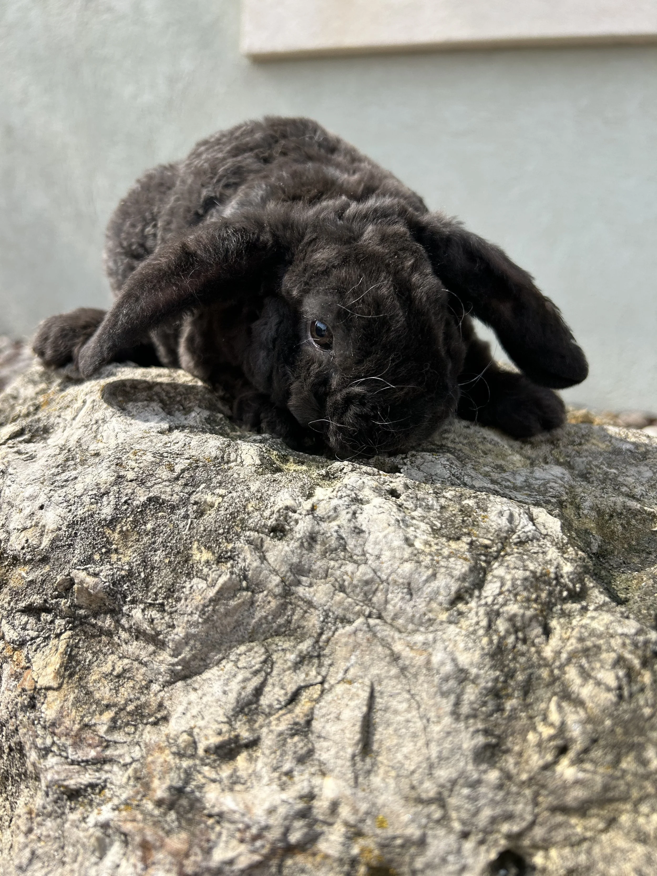 IMG_7602.jpeg (Copy)