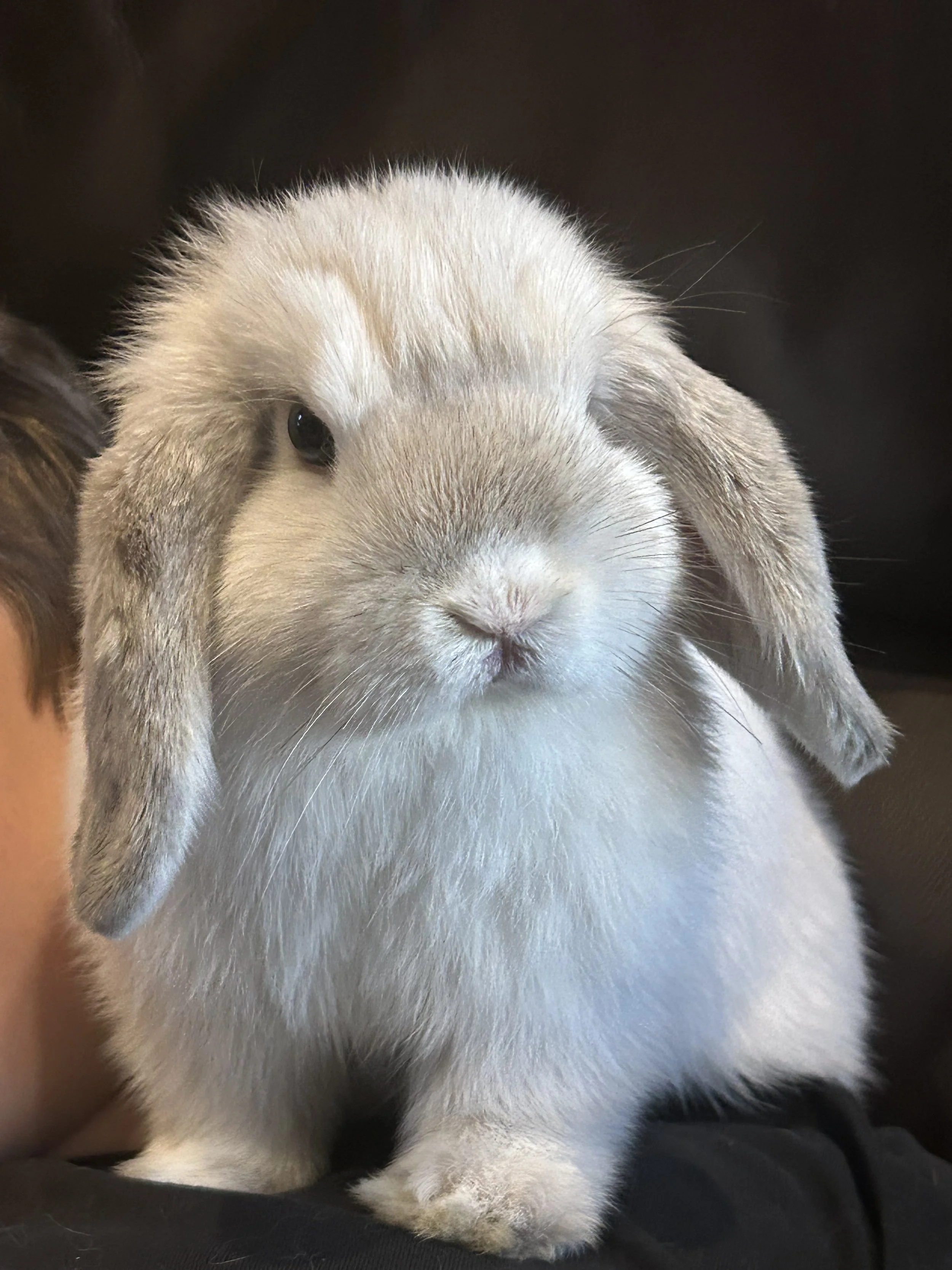 About | Holland Lop Rabbit Breeders | Oregon, WI | Honey Bunny's Bunnies