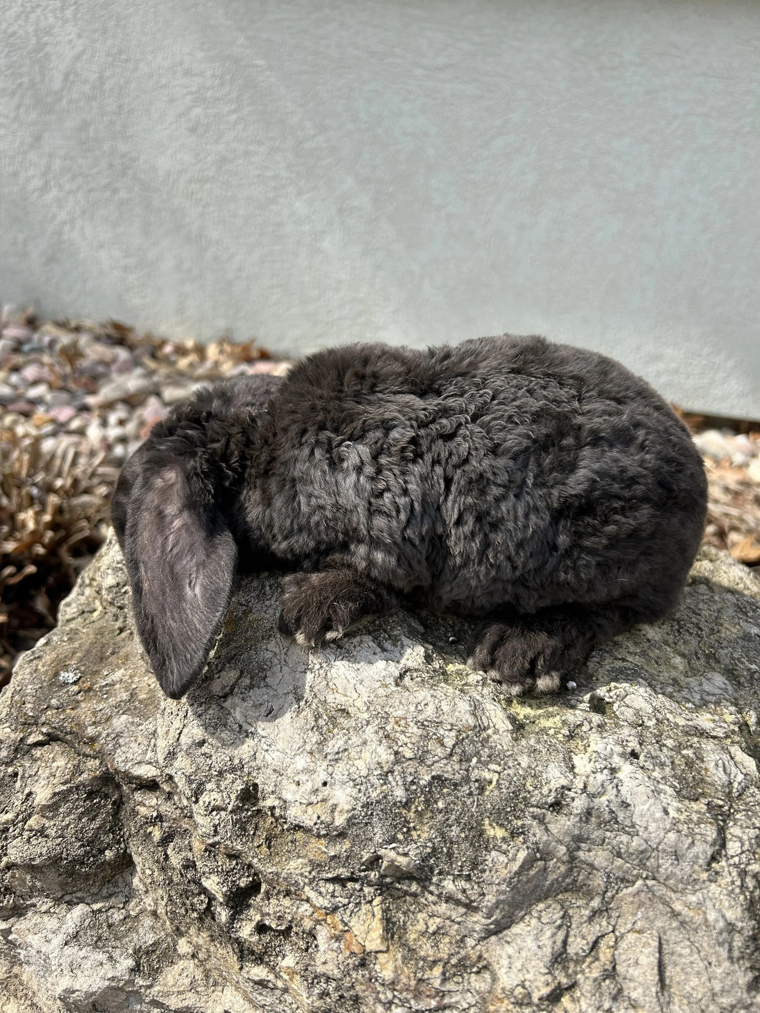 IMG_7604.jpeg (Copy)