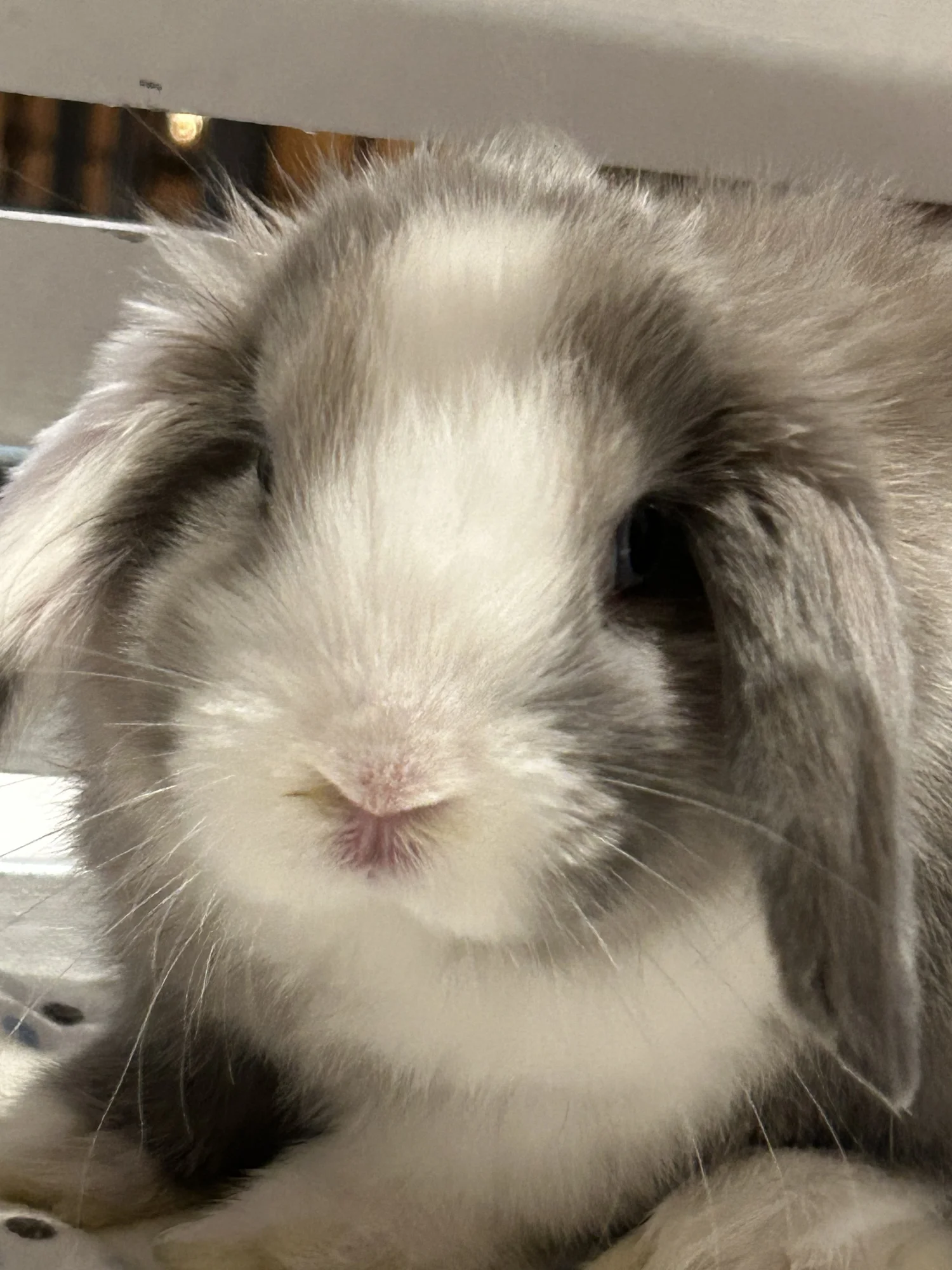 Meet the Parents | Holland Lop Rabbit Breeders | Oregon, WI | Honey ...