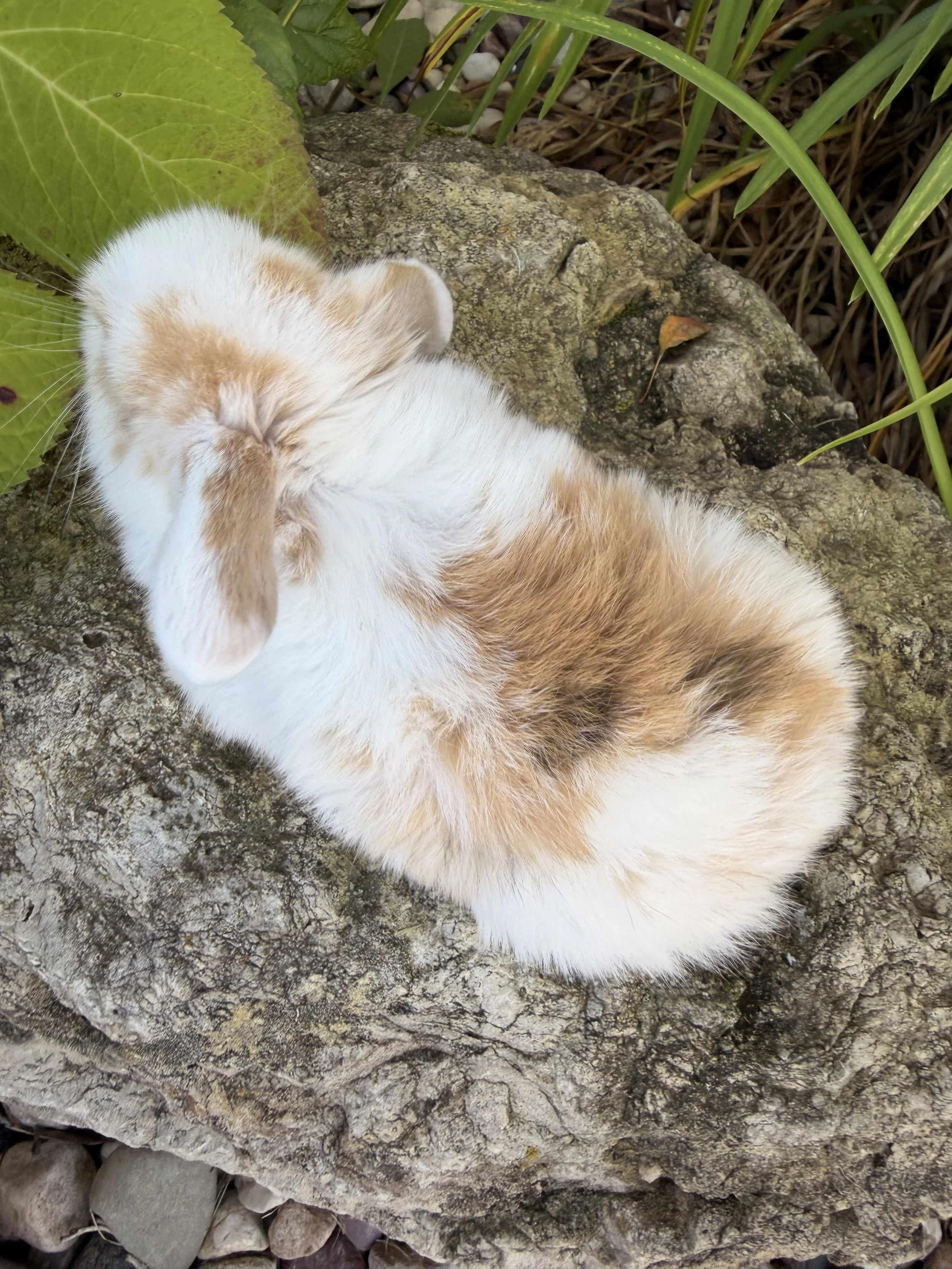 IMG_8588.jpeg