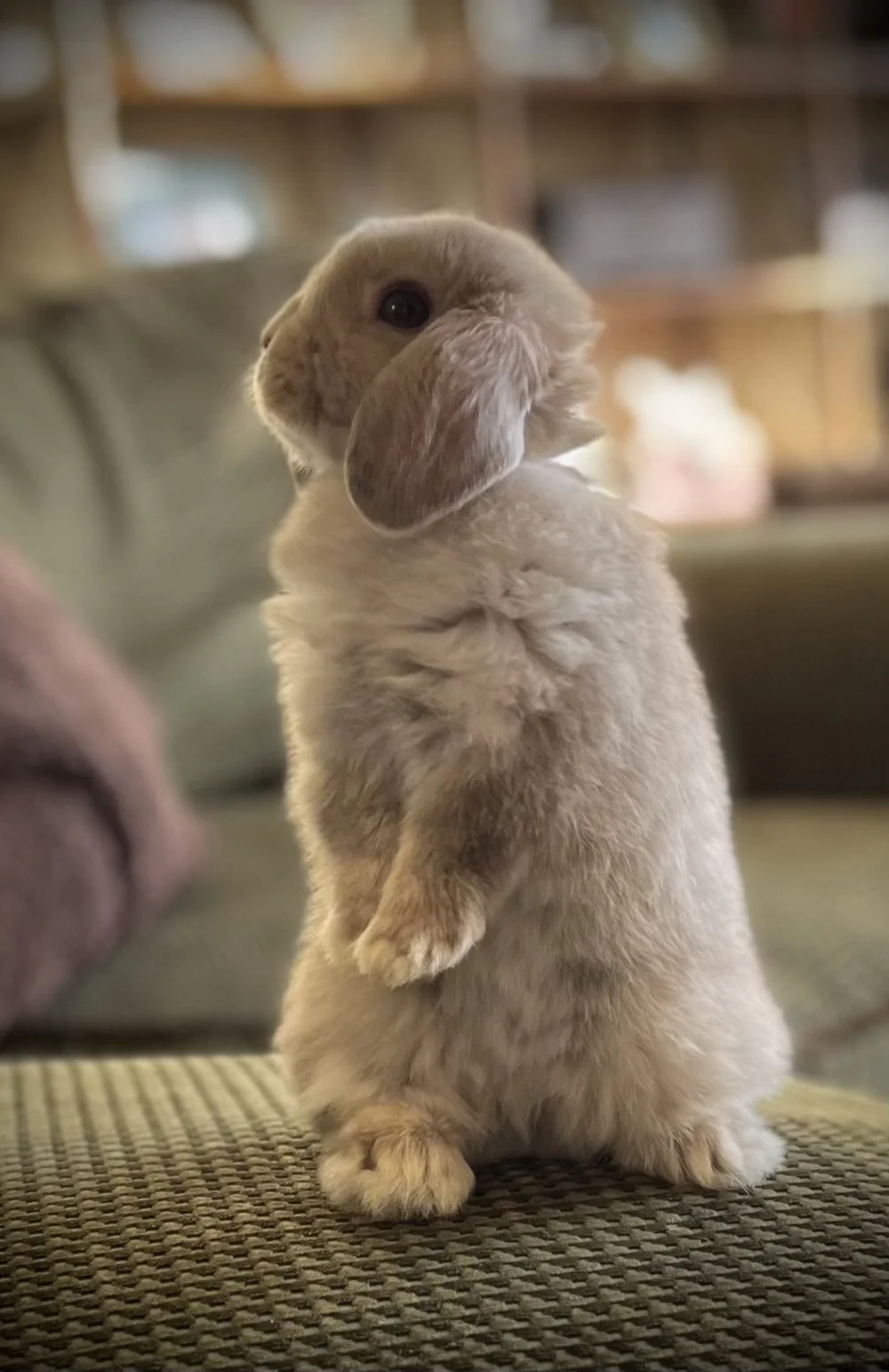 Wi Madison Rabbit Contact Honey Bunny's Bunnies | Bunny Breeders | Wisconsin | Holland ...