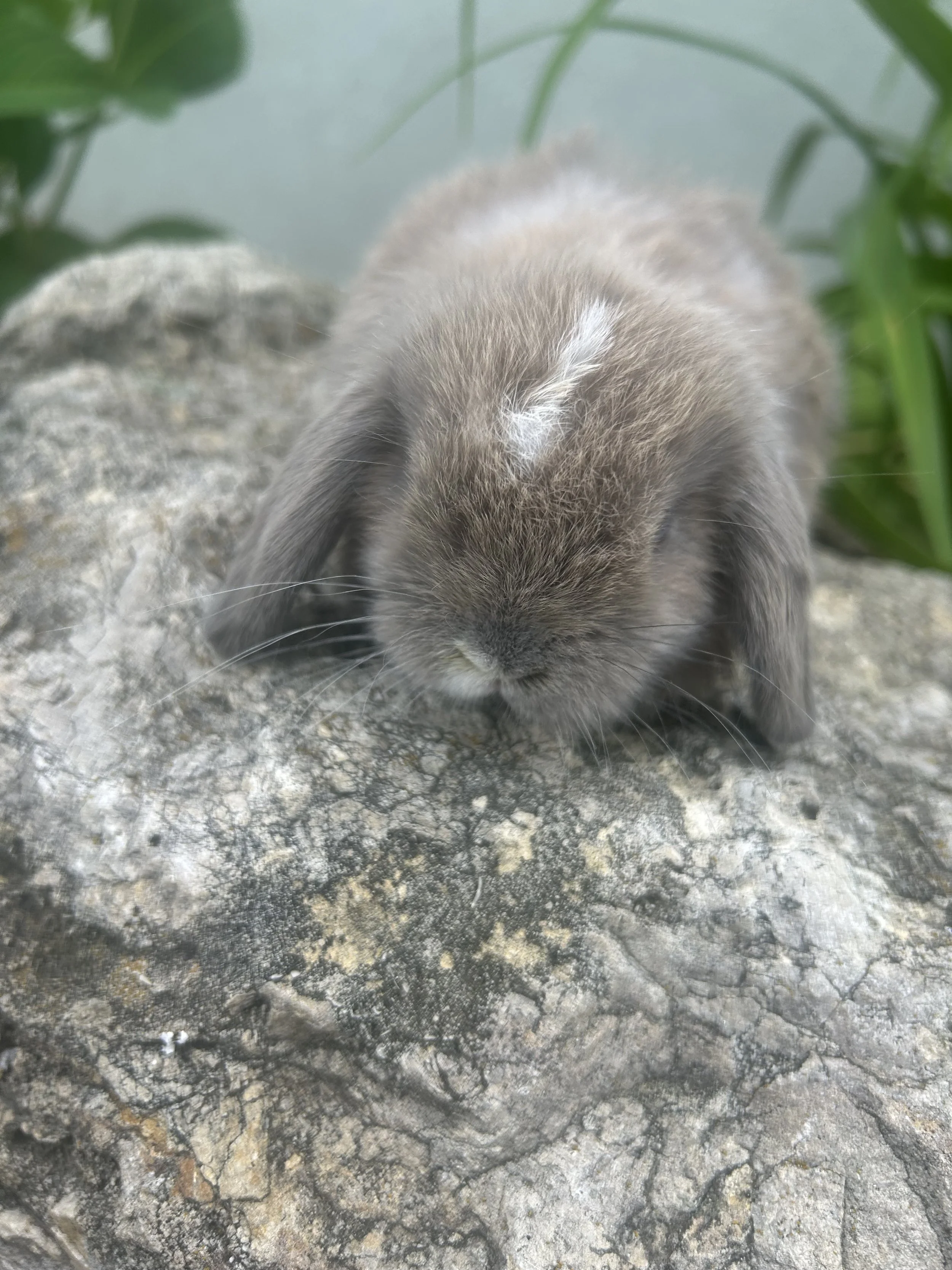 'Nugget" (boy) reserve on 6-14-26