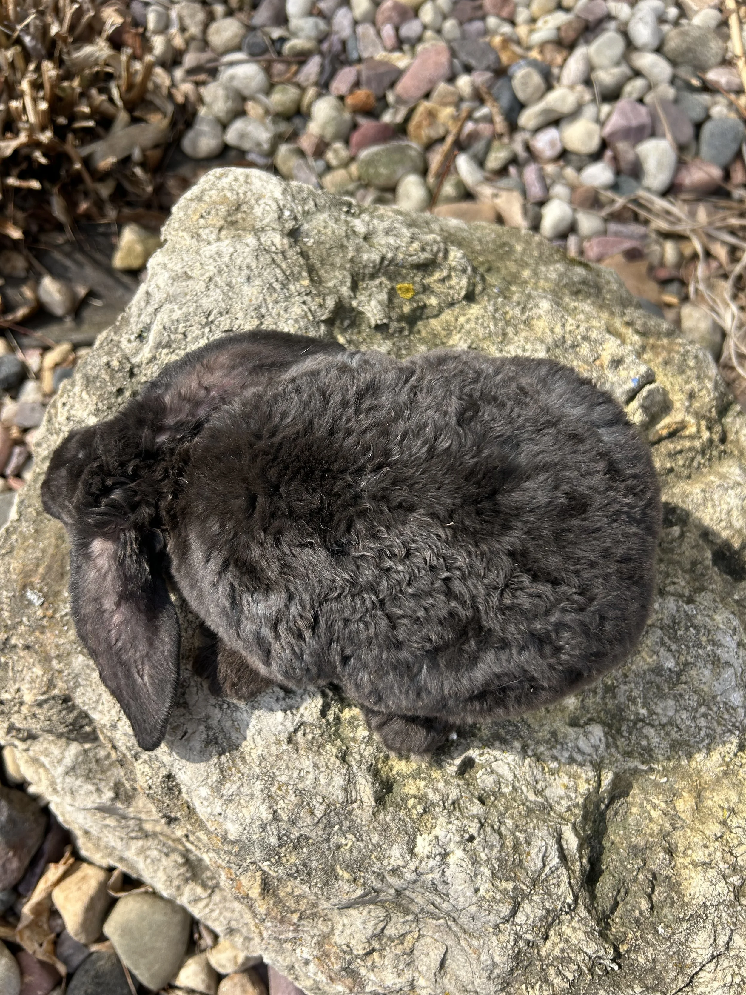 IMG_7605.jpeg (Copy)