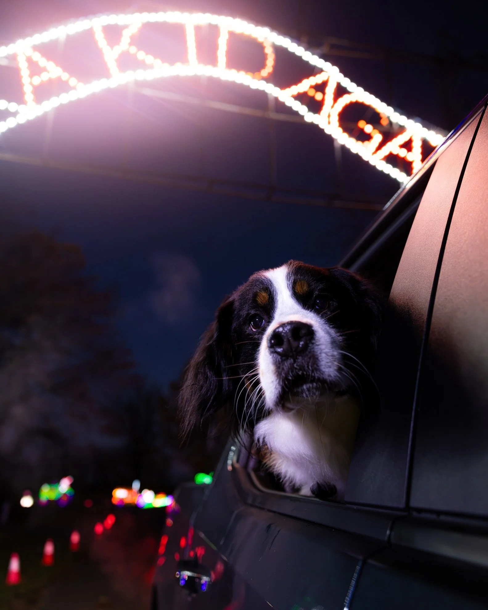 We know it&rsquo;s not just people who love our show, but our furry friends too! Starting in 2 DAYS, you can bring Fido and Buddy so they can enjoy a festive and fun car ride! 🐶&hearts;️✨