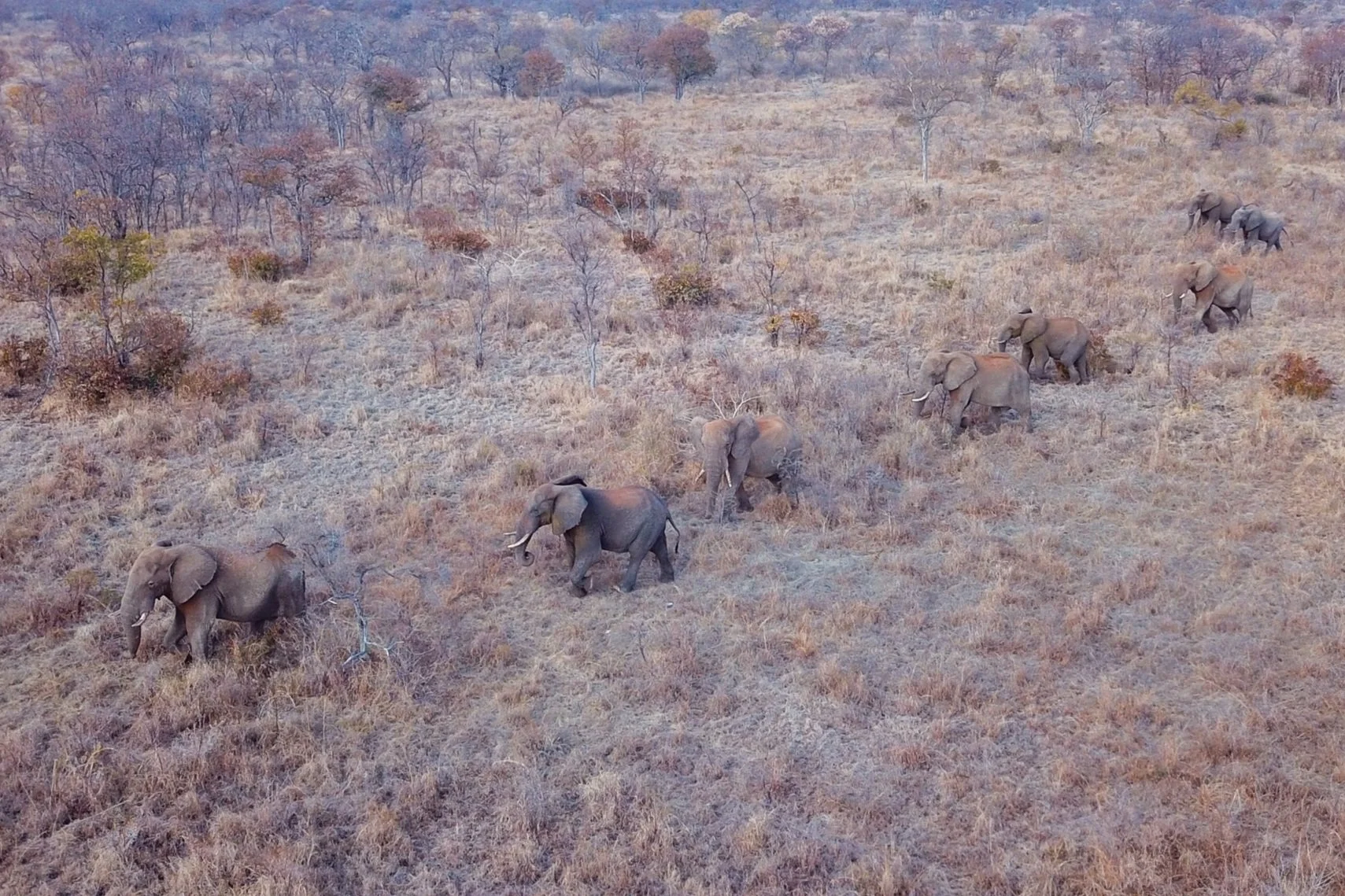 Elephants in Zimbabwe