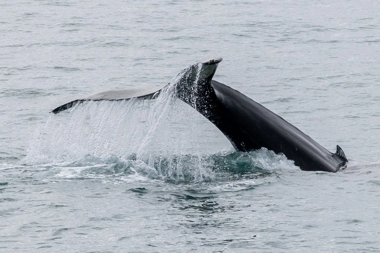 WhaleTail.jpg
