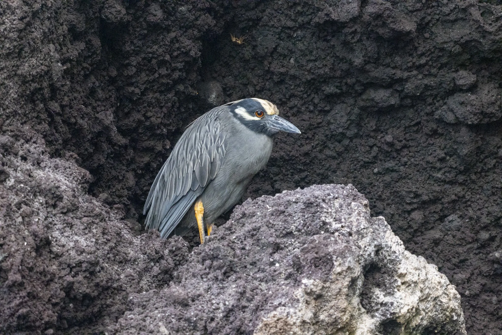 image1-90.jpg