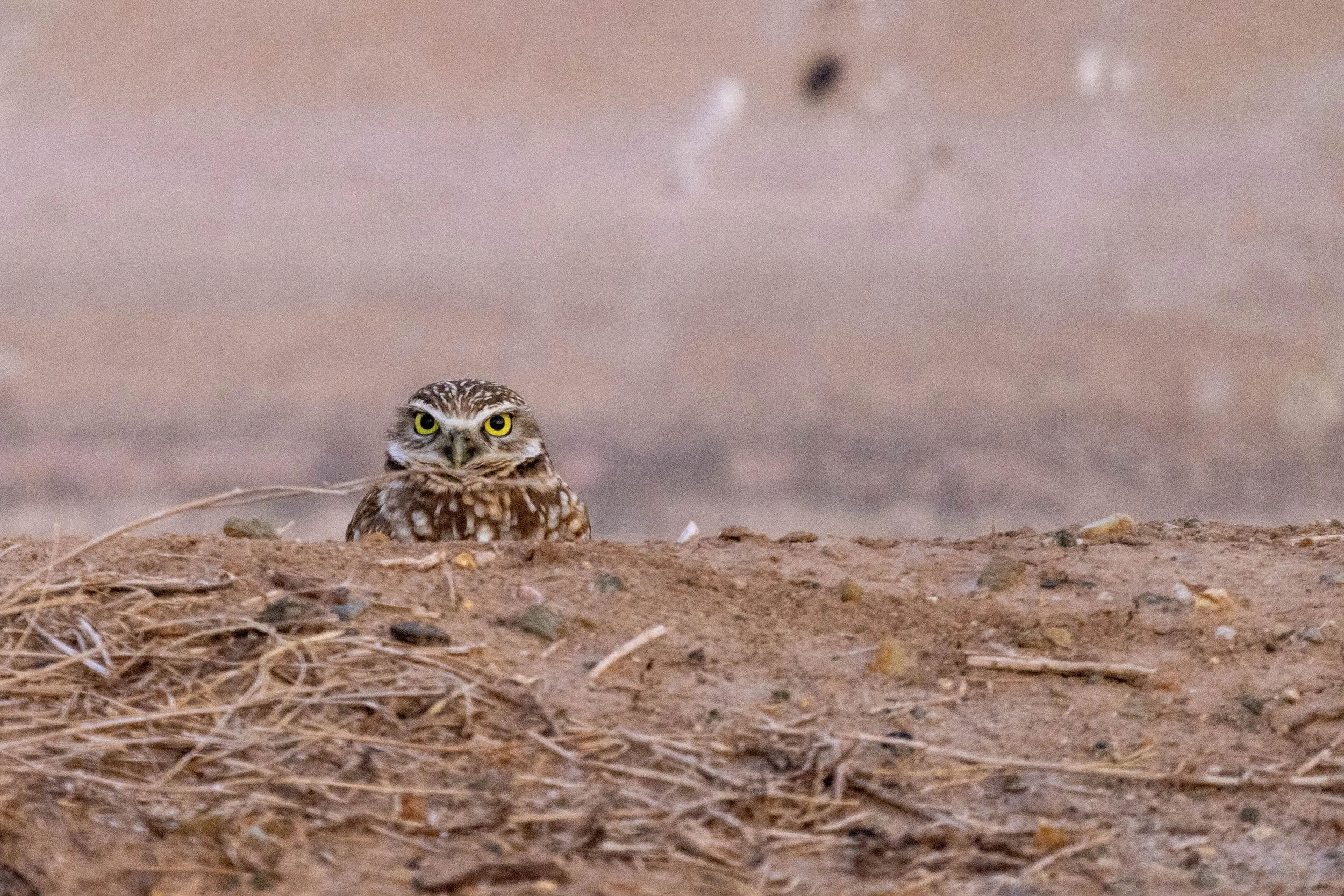 burrowingOwl1.jpg