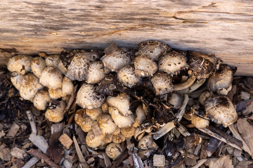 schrooms.jpg