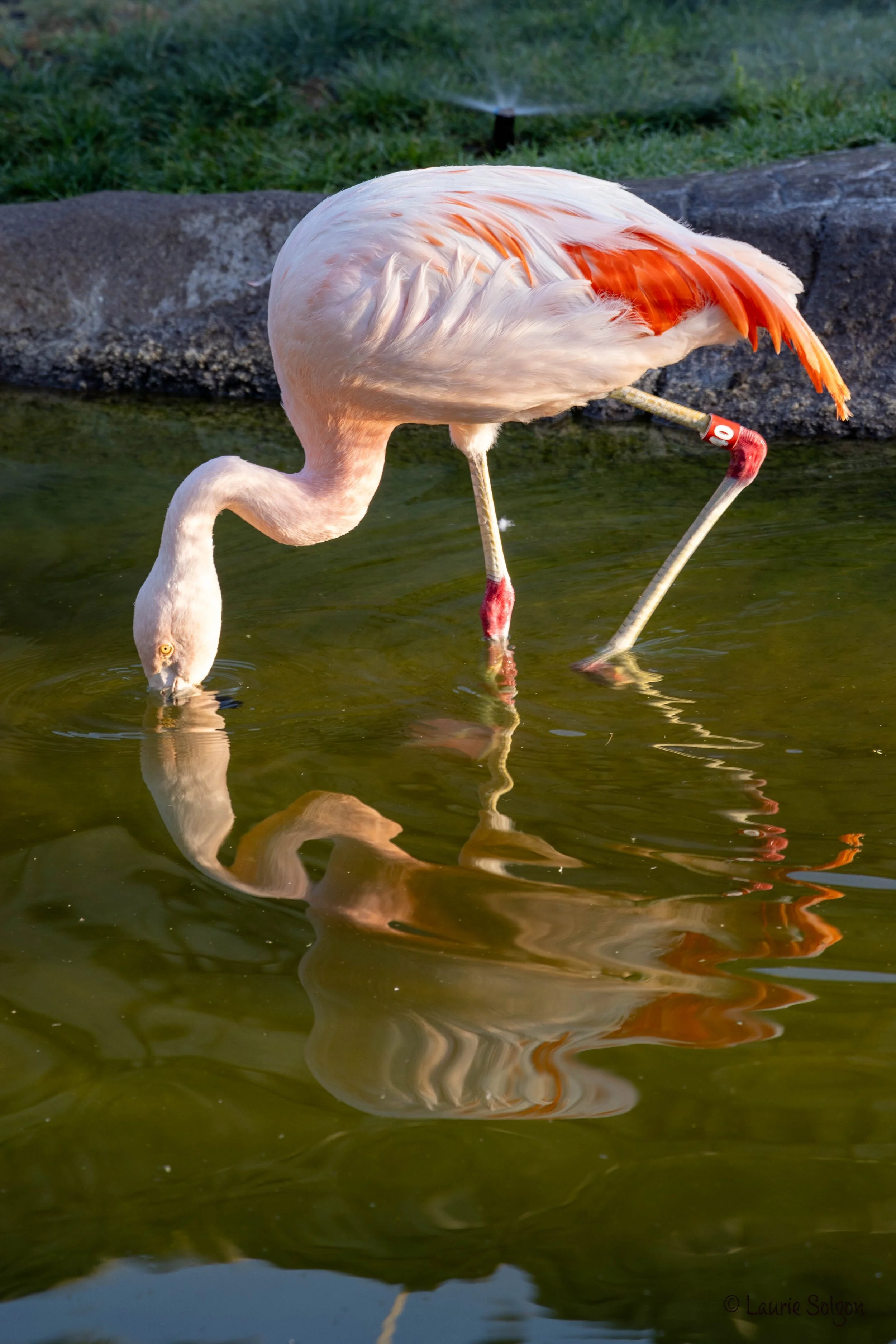 Flamingo1.jpg