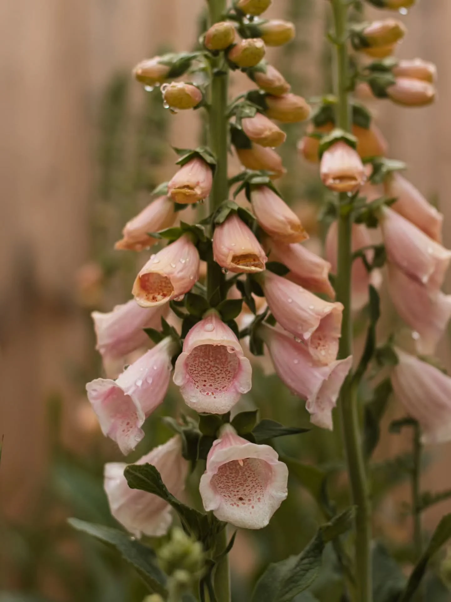 My feed is out of season with all of the Autumn colors, so I'm going to share some of last years Spring &amp; Summer photos to brighten it up!!

Who else is ready to see flowers again 🥺