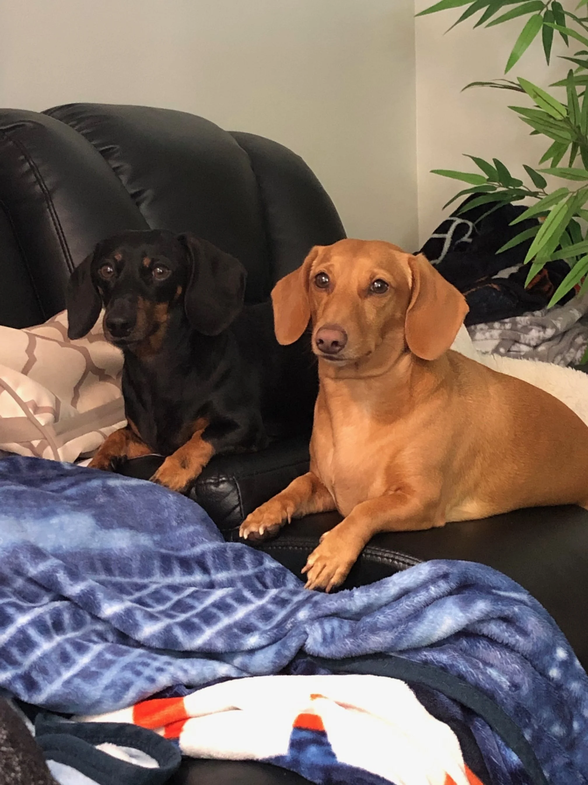 Two dachshund dogs, one black and tan and the other light brown, lying on a black leather couch.