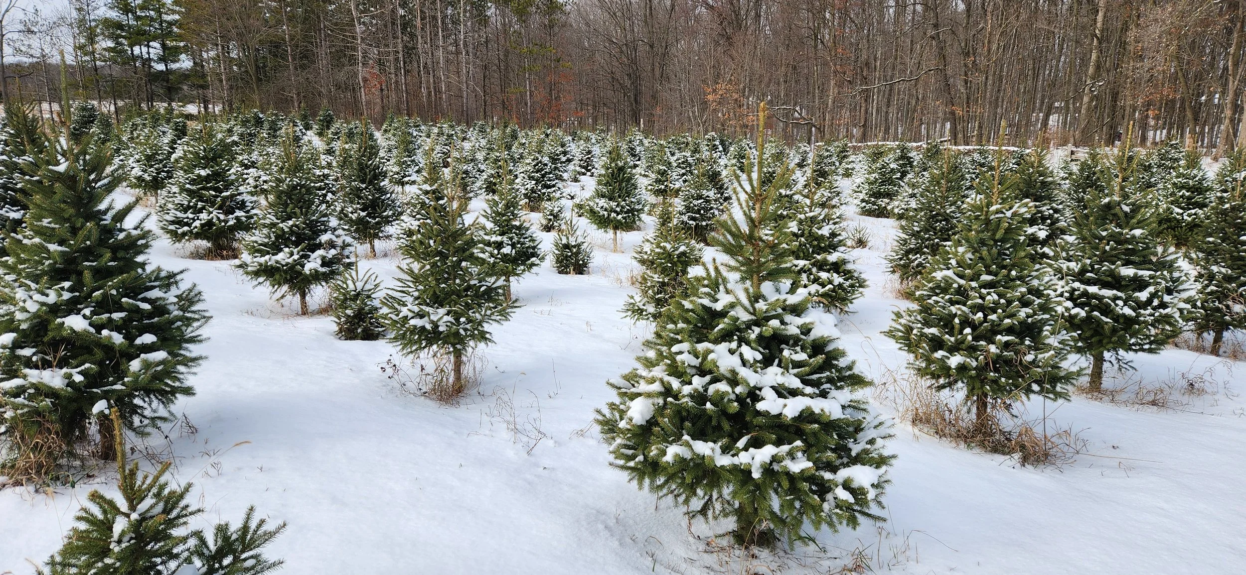 Snow trees in field.jpg
