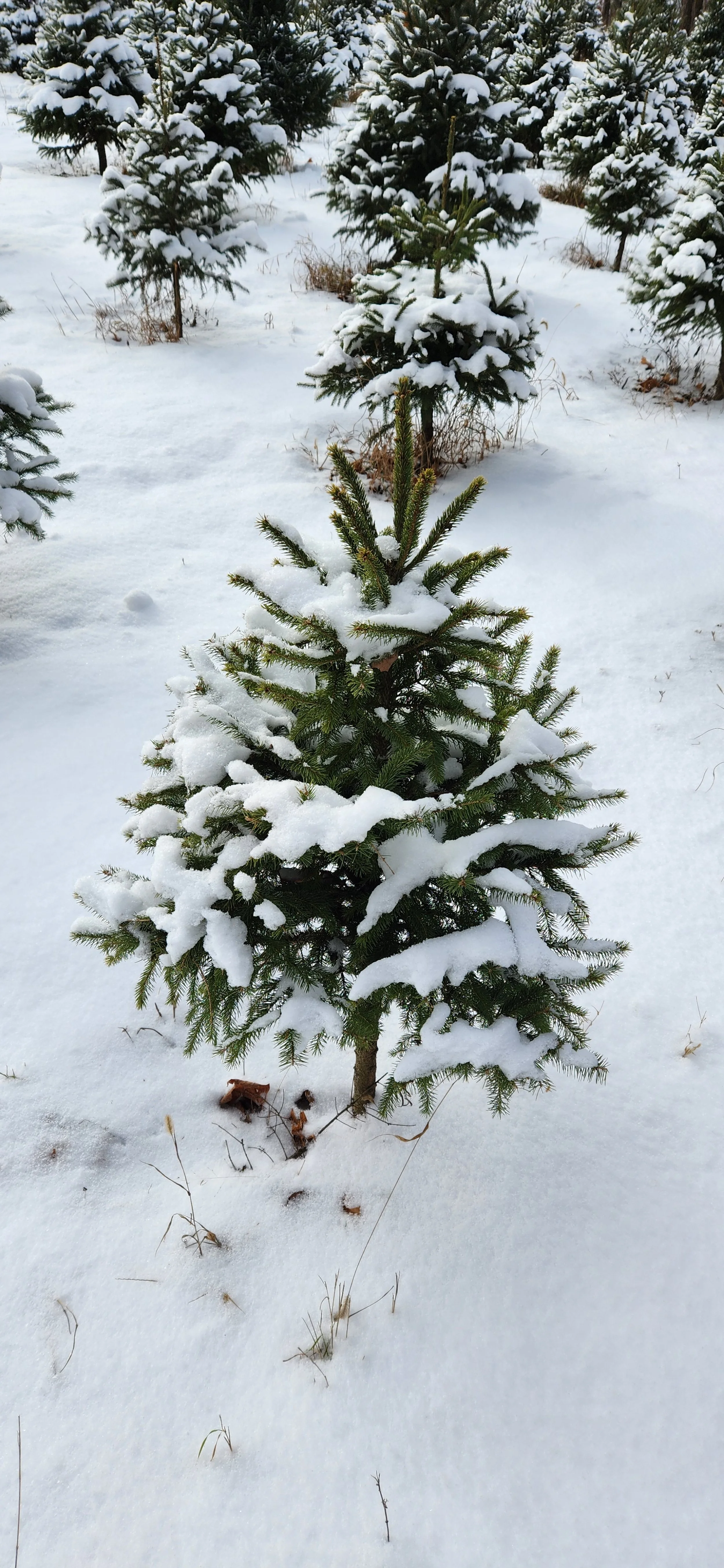 Snow small tree.jpg