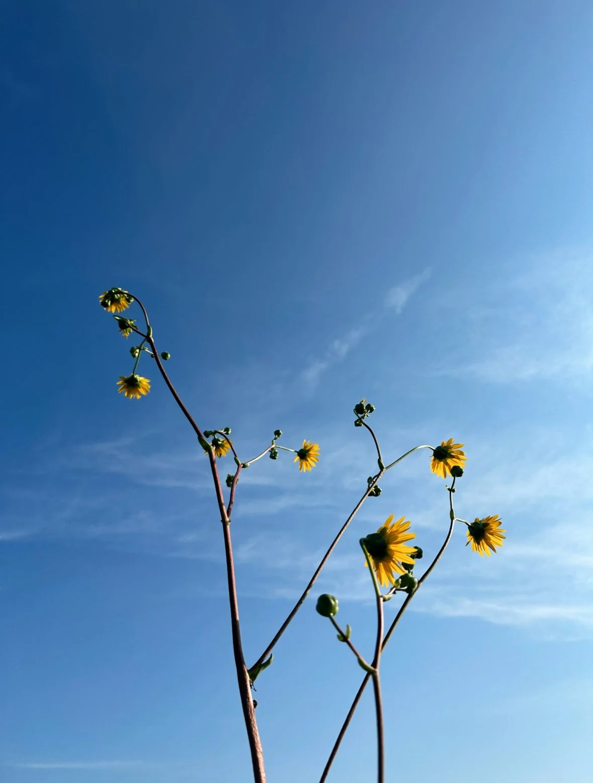 flower essences and psychic wisdom