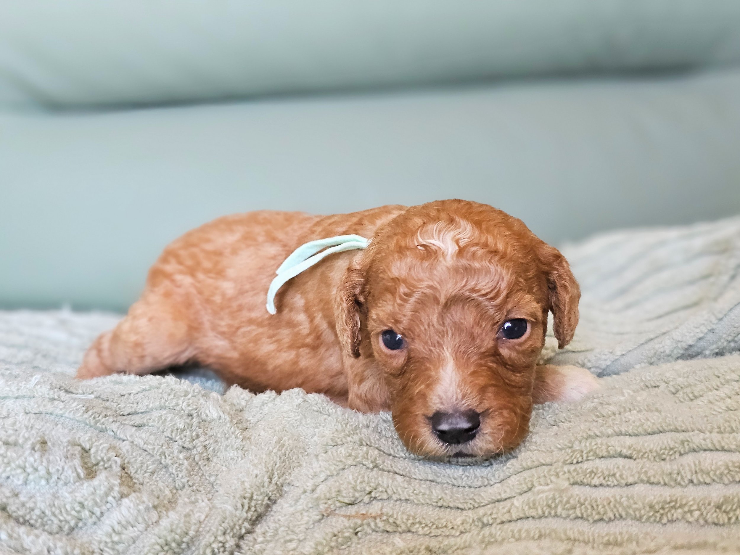 Roxie (female)