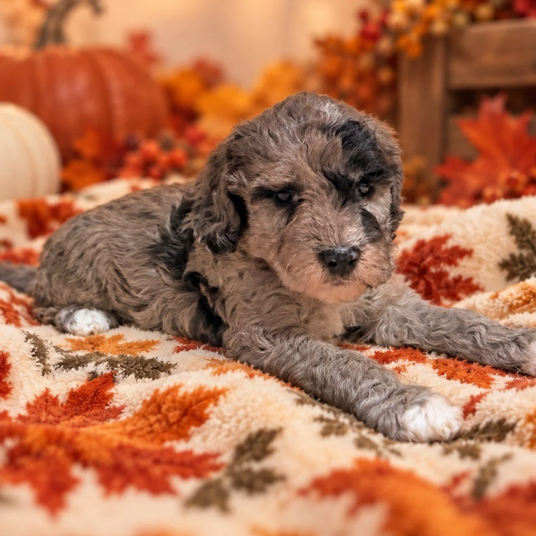RESERVED ~ Miss Toffee