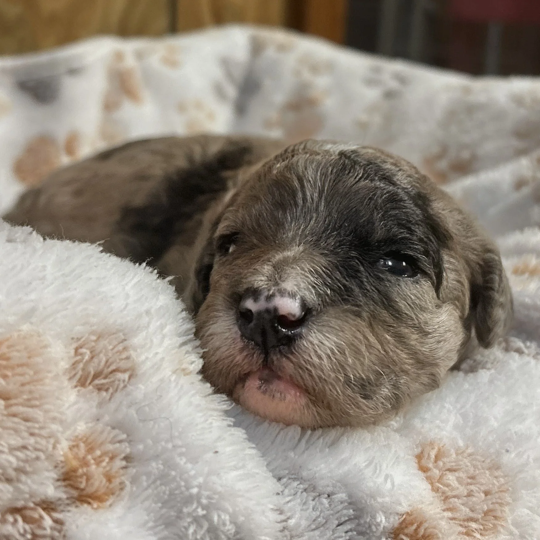 Miss Toffee ~ RESERVED