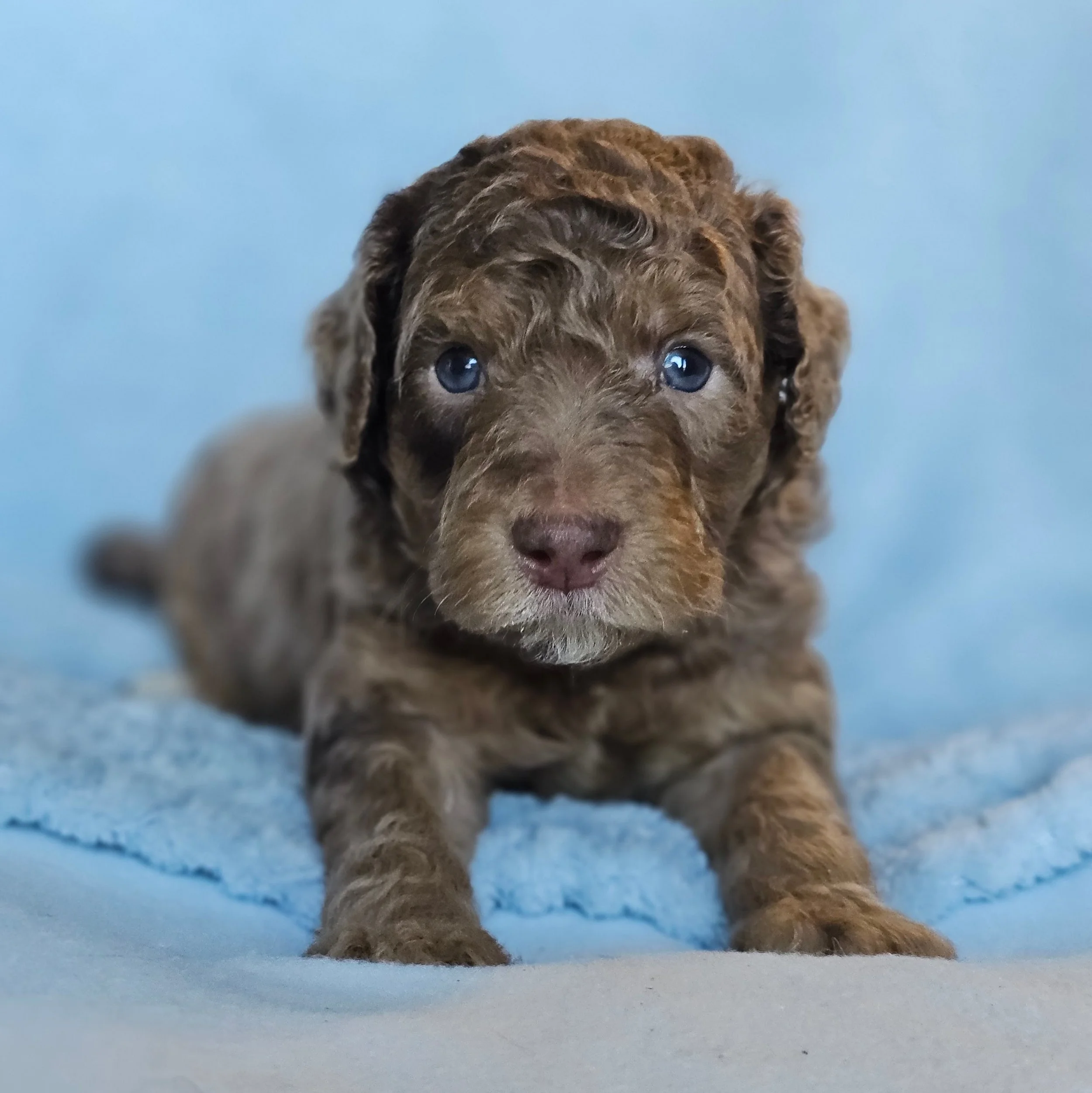 RESERVED ~ Mr Wishbone