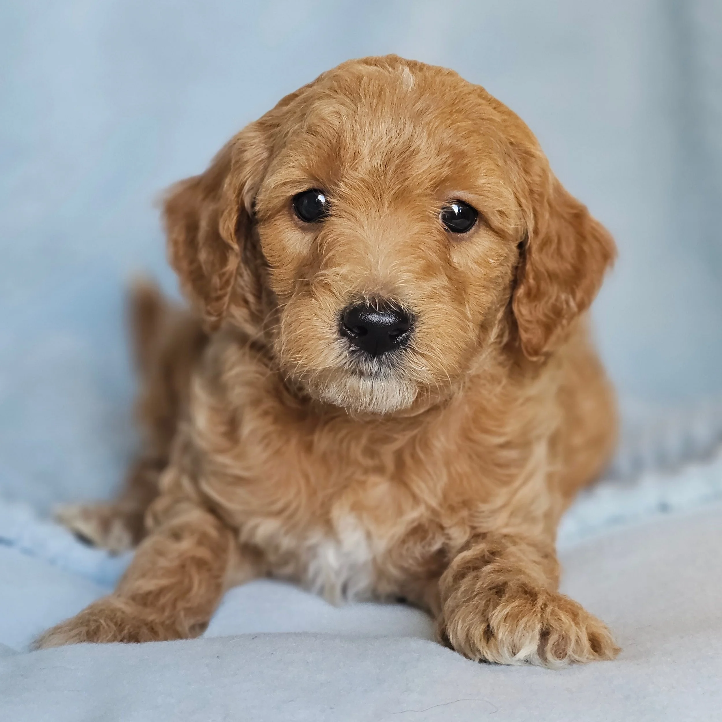 RESERVED ~ Miss Willow