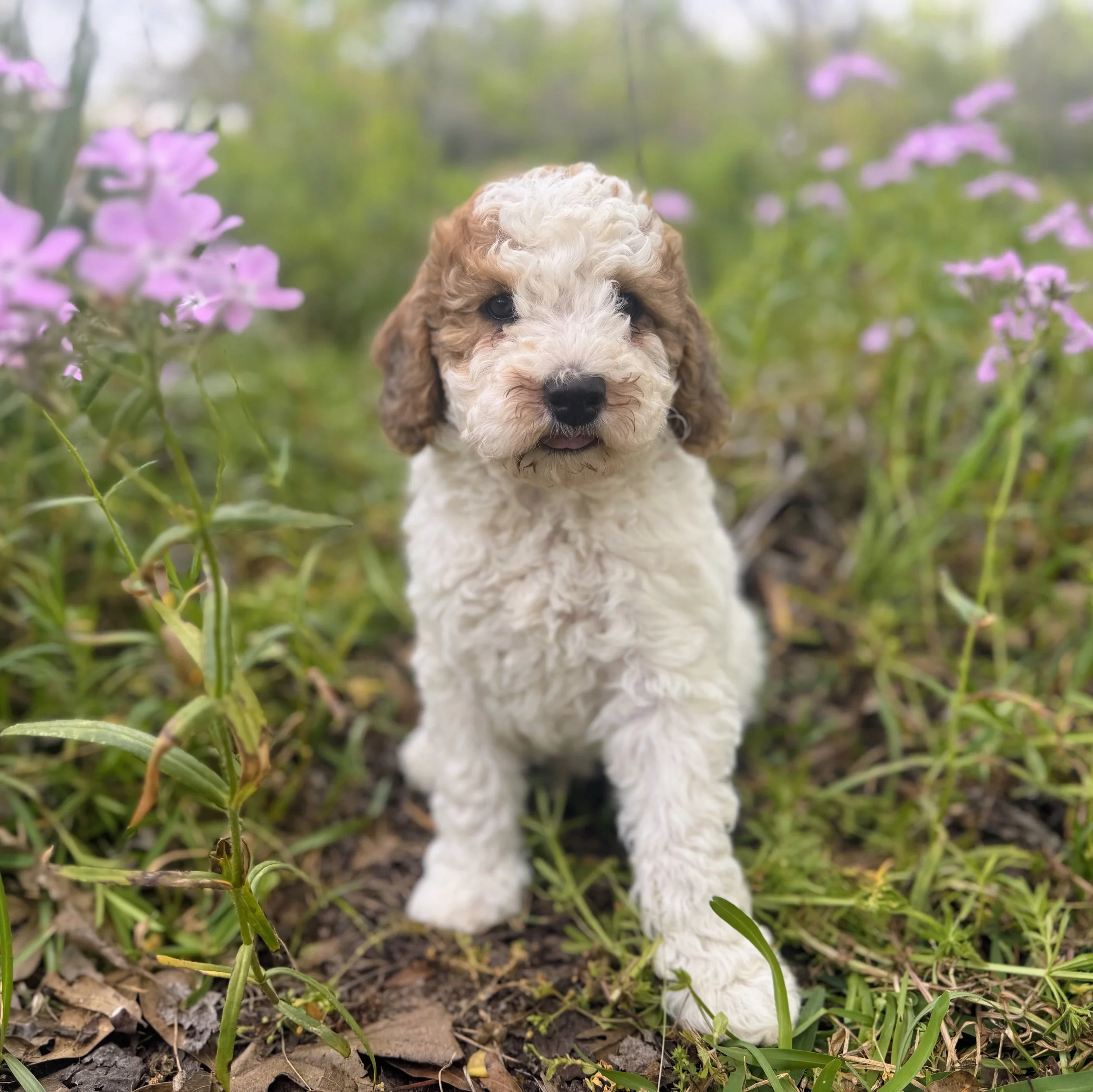 RESERVED ~ Mr. Teddy