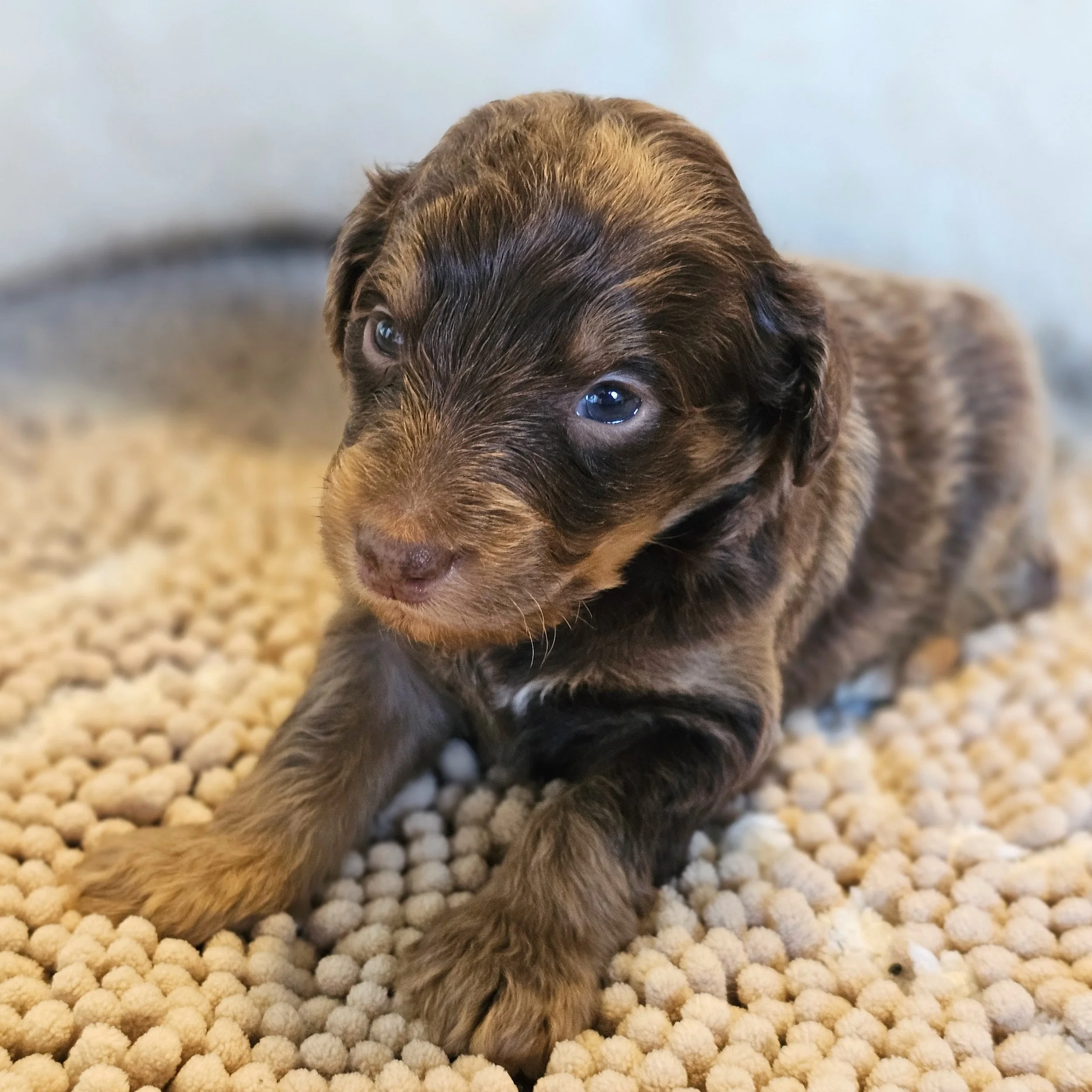RESERVED ~ Mr. Snickers