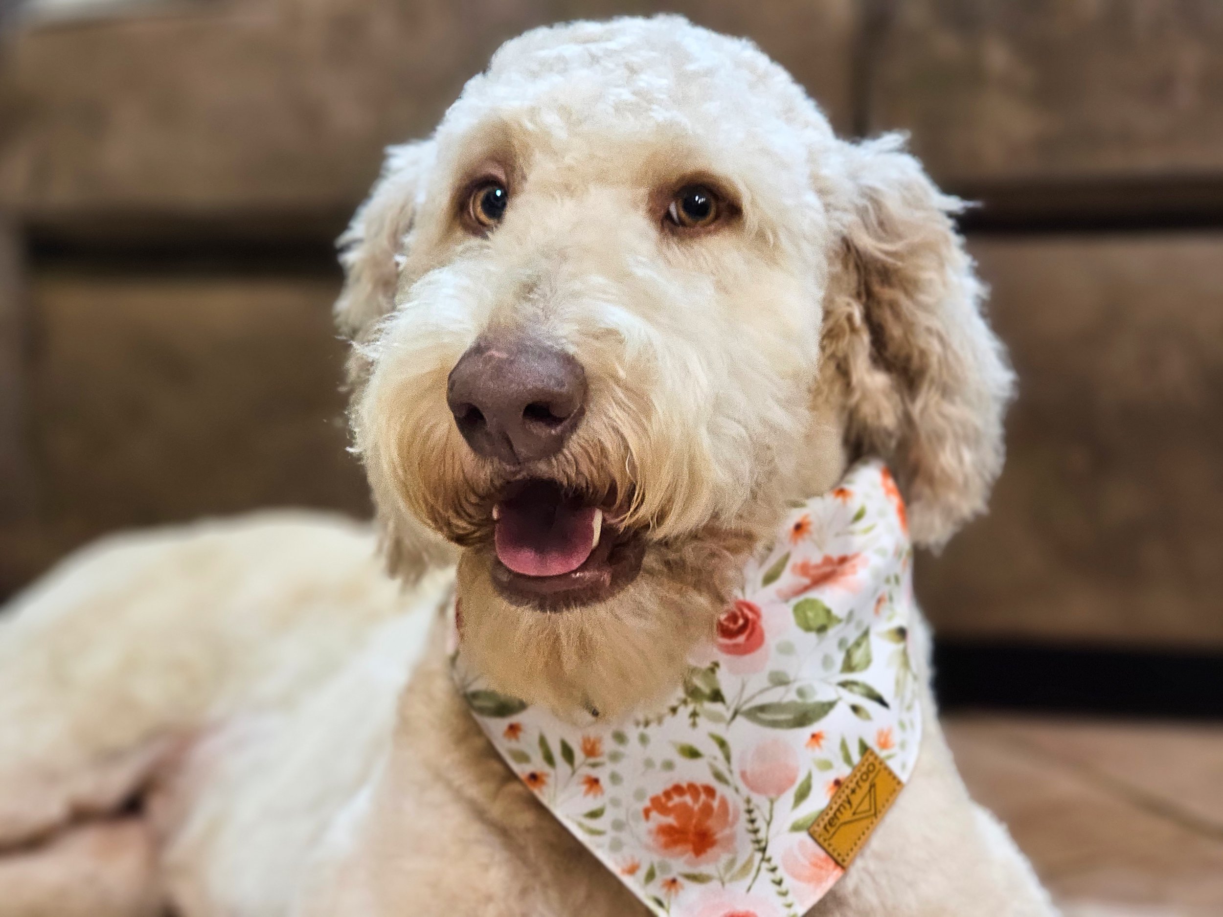 Rosie_orange grin.jpg
