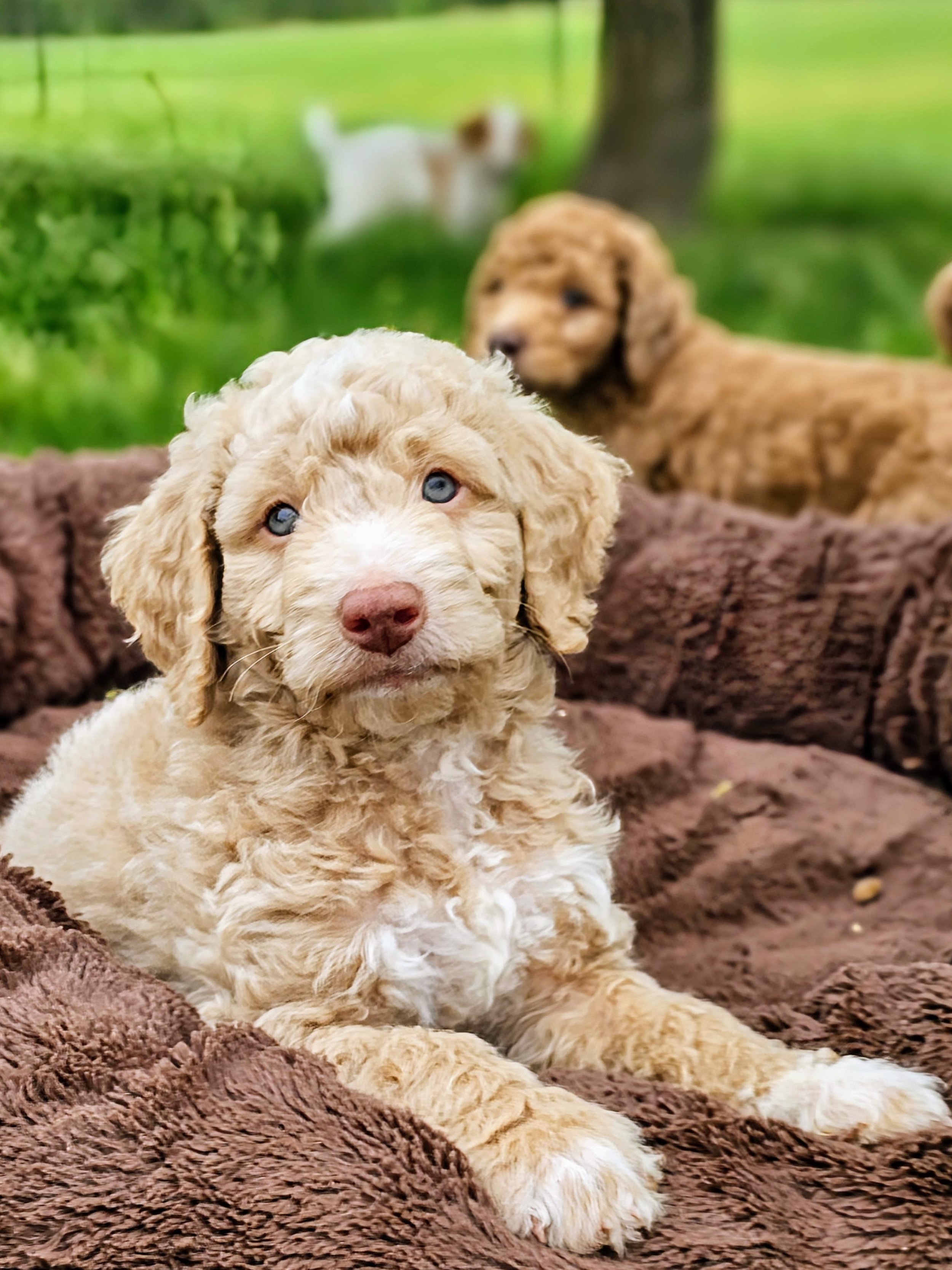 Pascal is a very handsome sable apricot puppy with abstract white markings. He has a light brown nose and gorgeous blue eyes. He is often the first one to come seek out snuggles and pets from people.