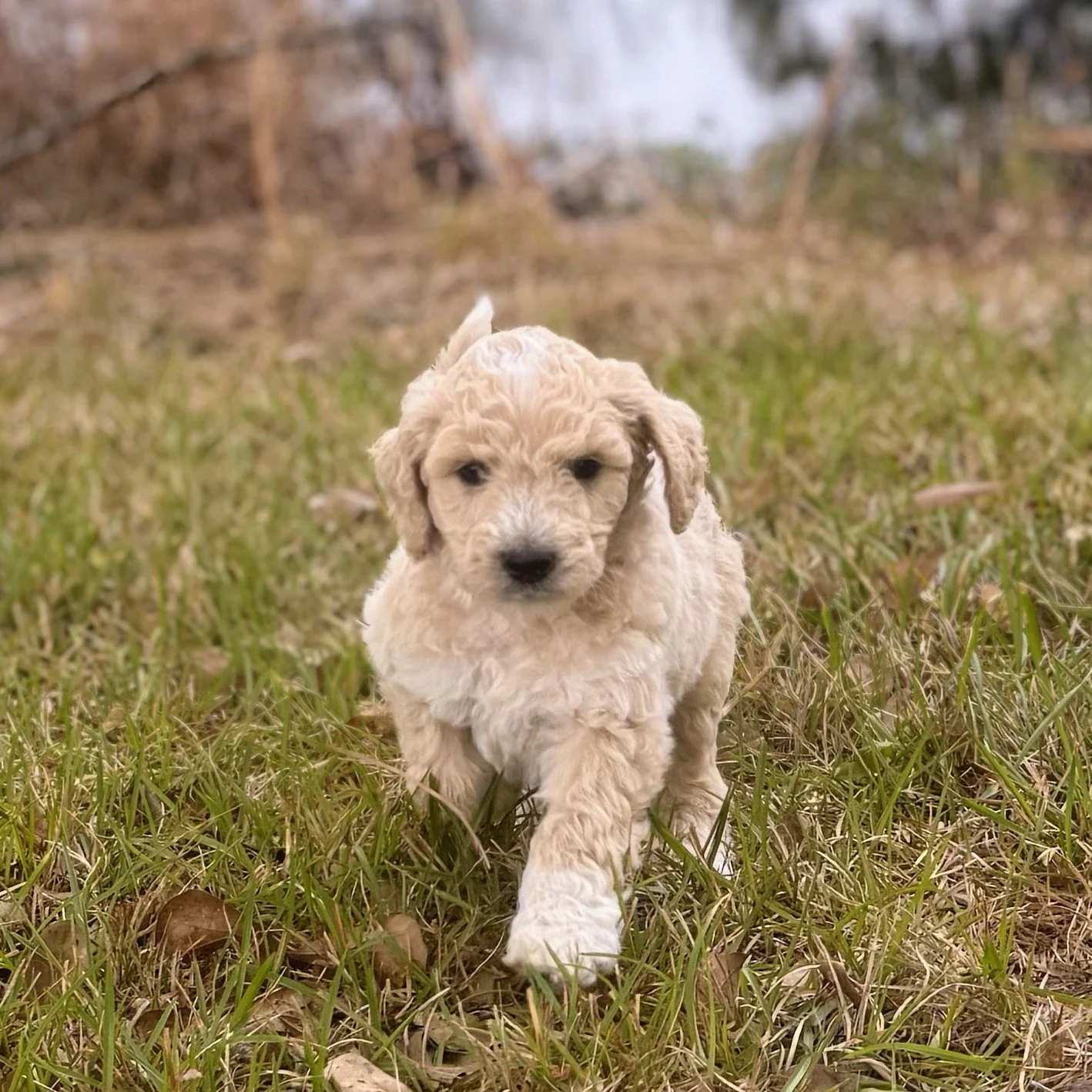 Frisco.jpg