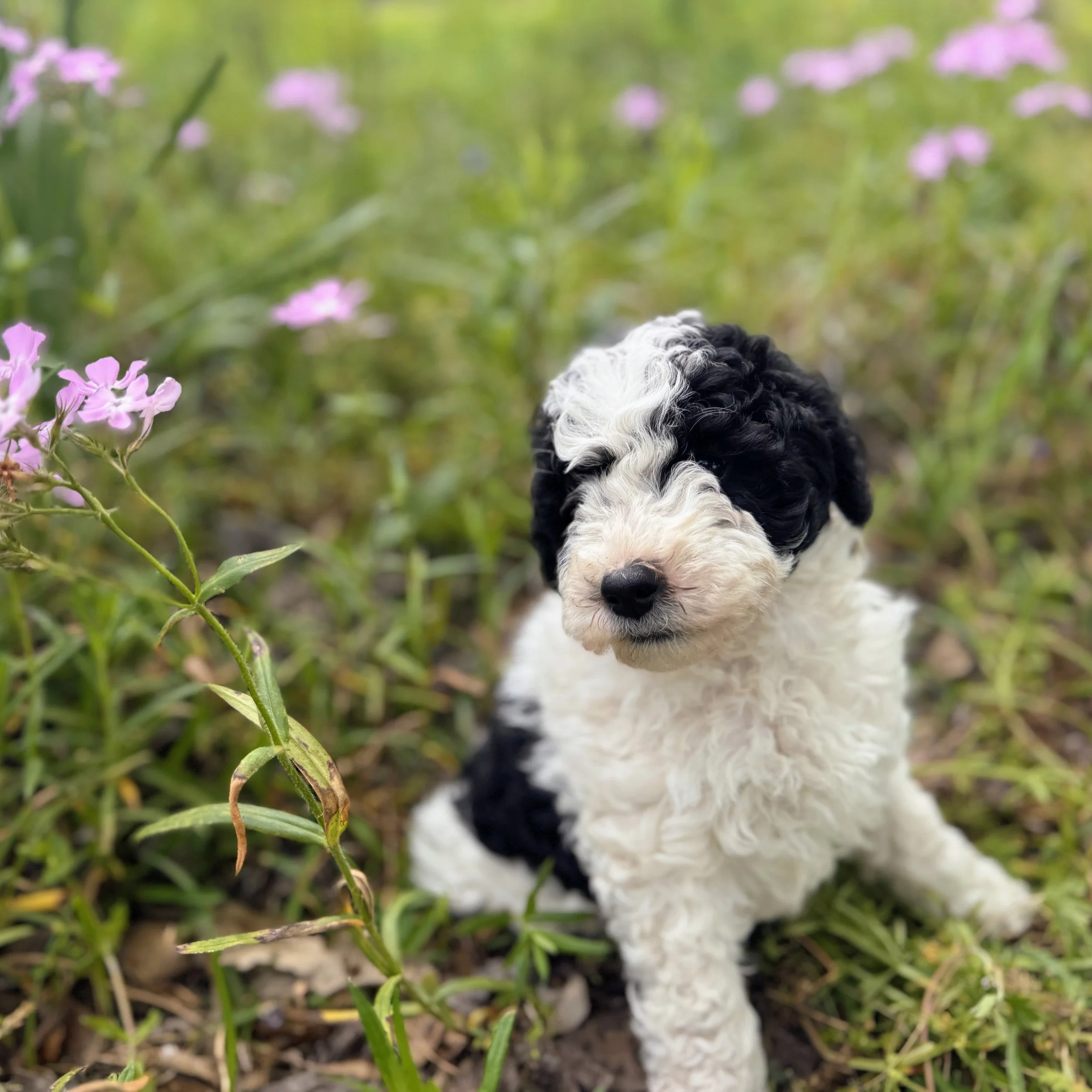 RESERVED ~ Mr. Romeo