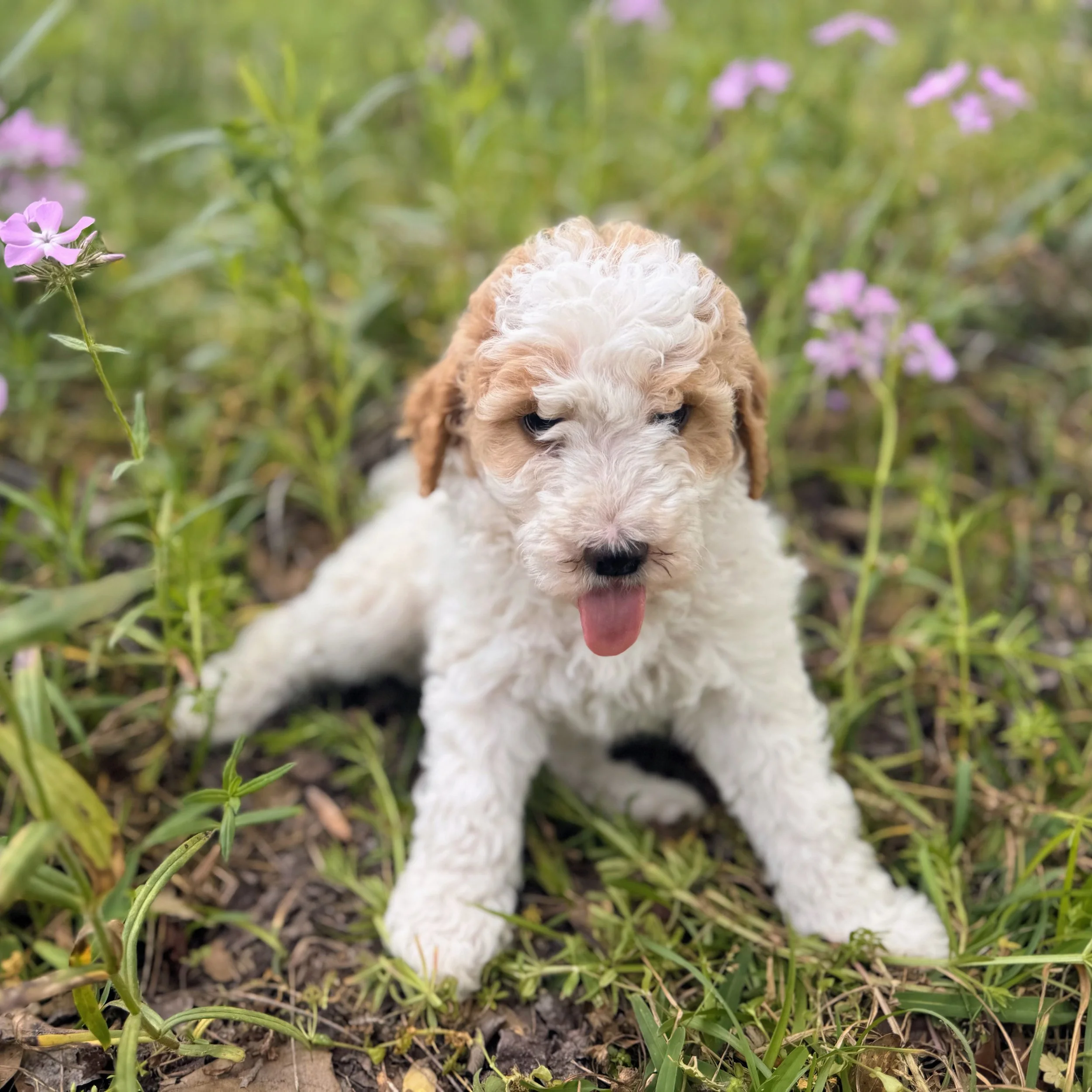 RESERVED ~ Mr. Valentino