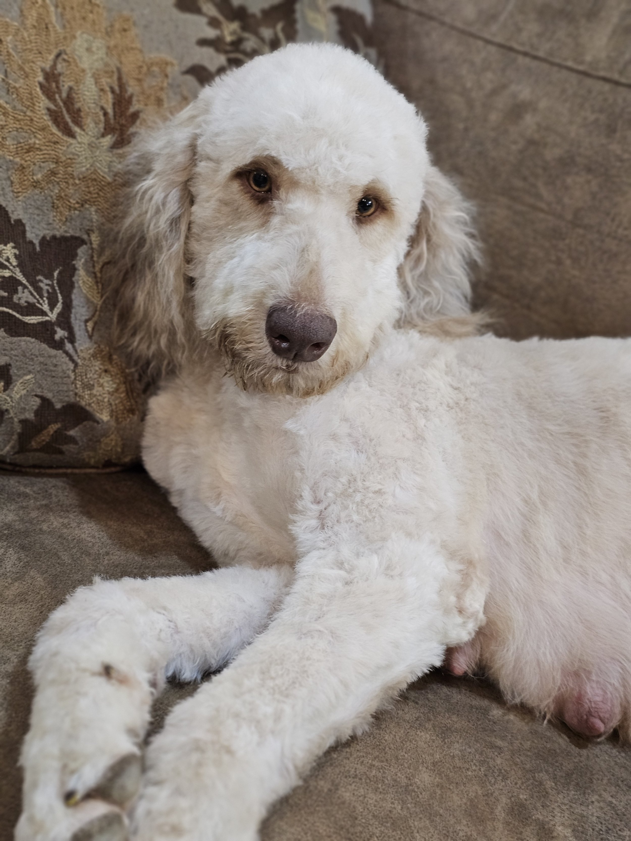 Rosie_couch.jpg