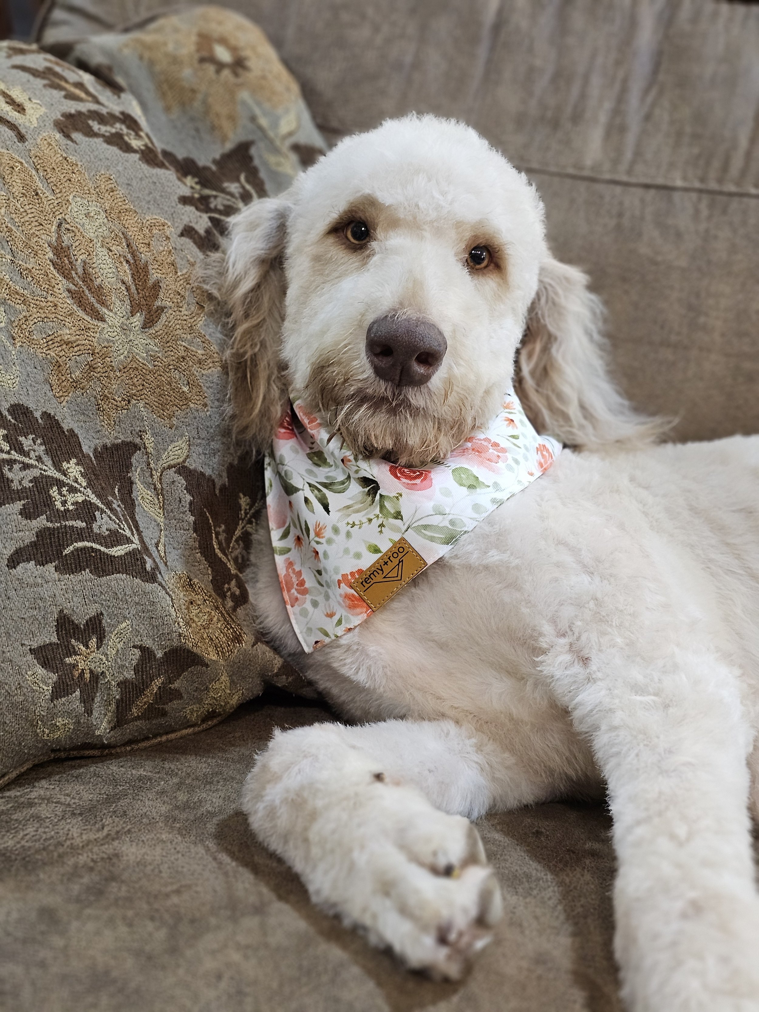 Rosie_couch with orange bandana.jpg