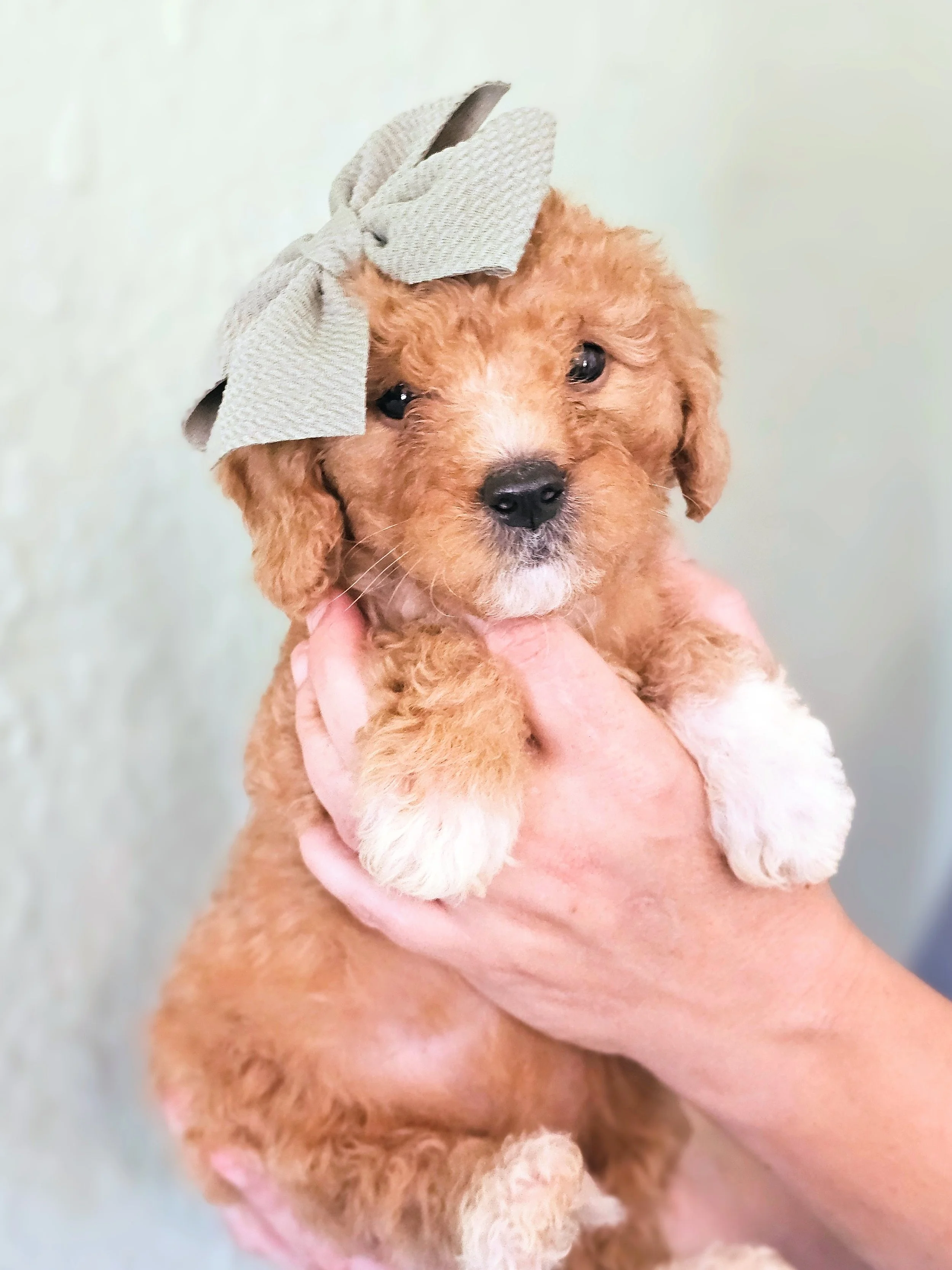 Roxie.jpg