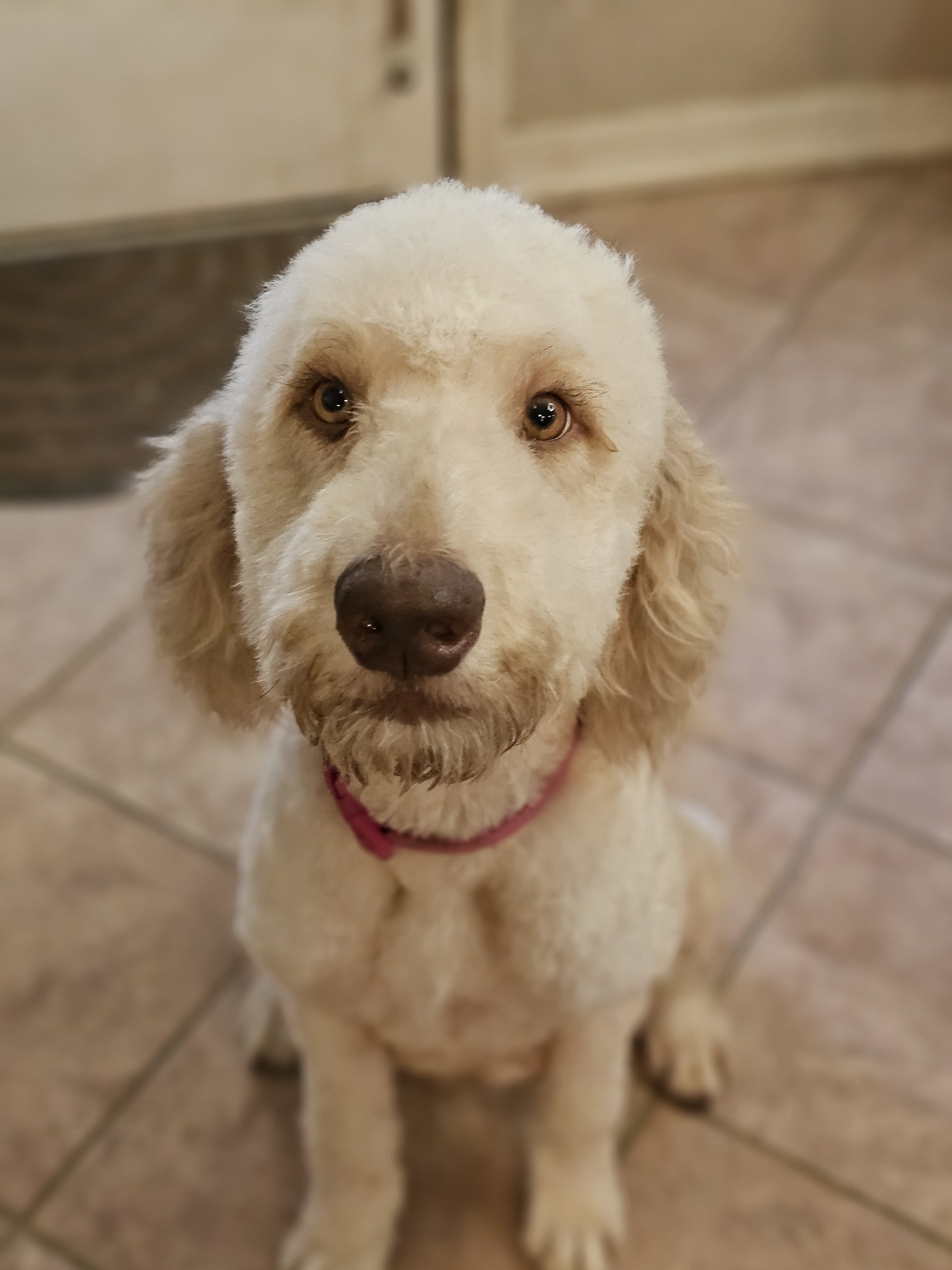 Rosie_sitting.jpg