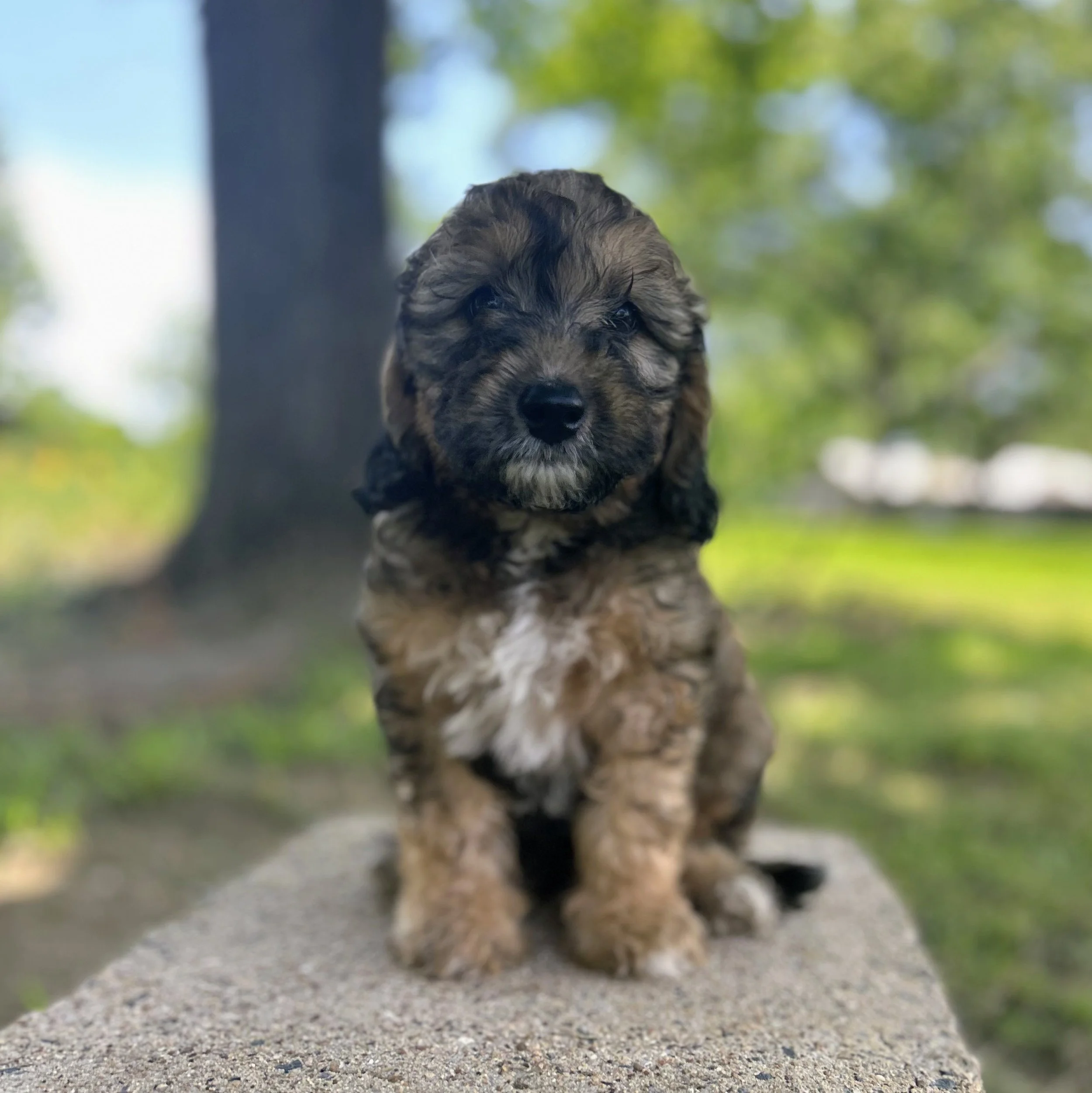 Mr. Brooks