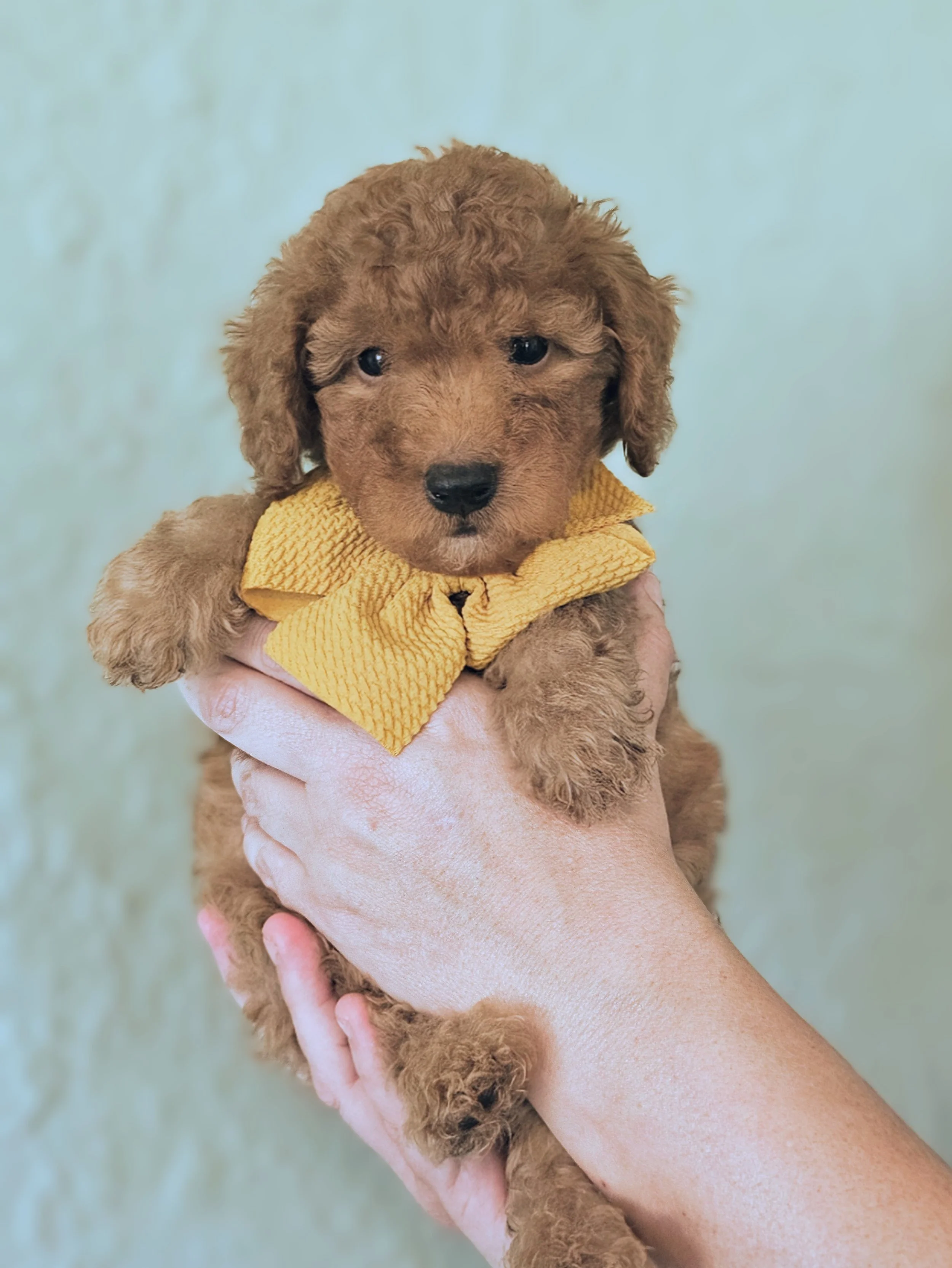 Rupert.jpg